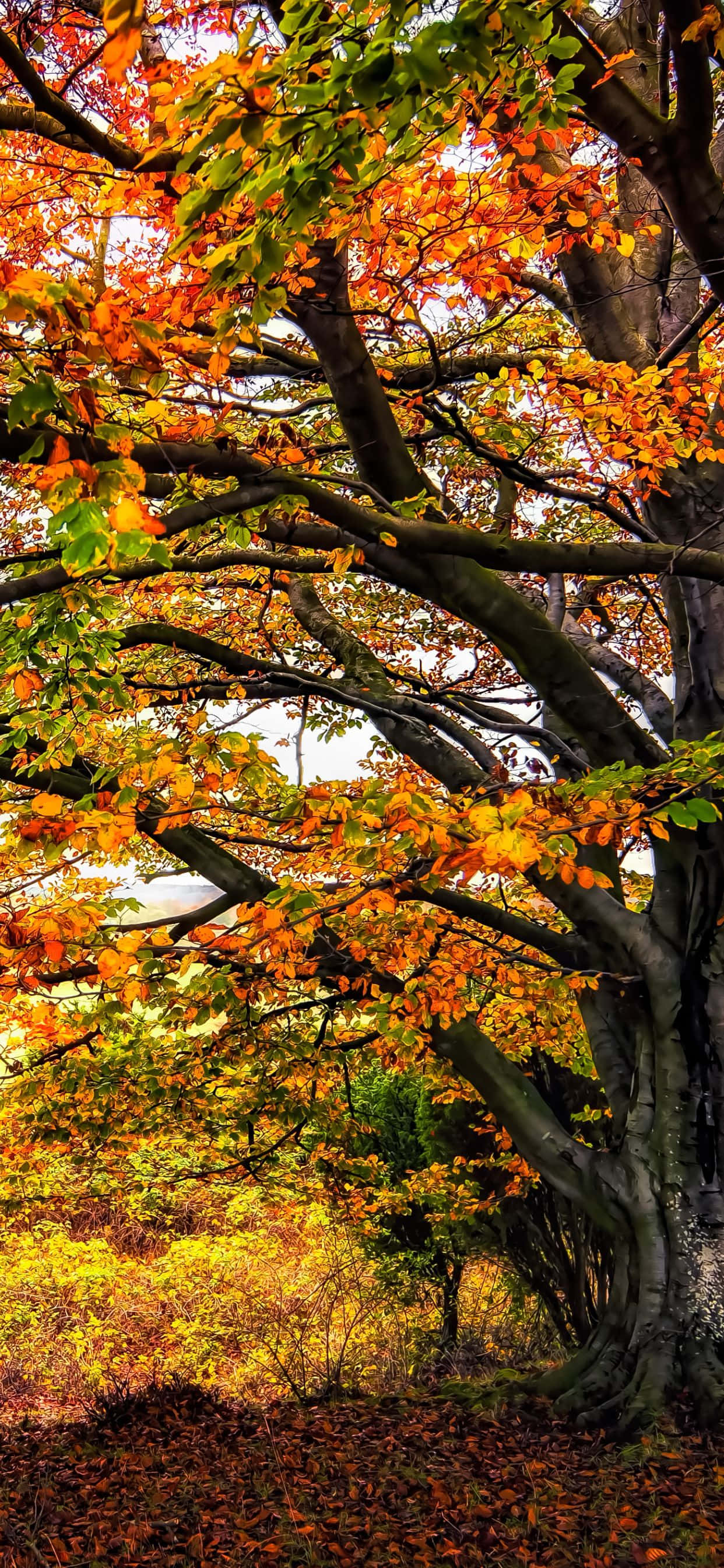Forelsk dig i naturens betagende syn med iPhone Xs Max Wallpapers