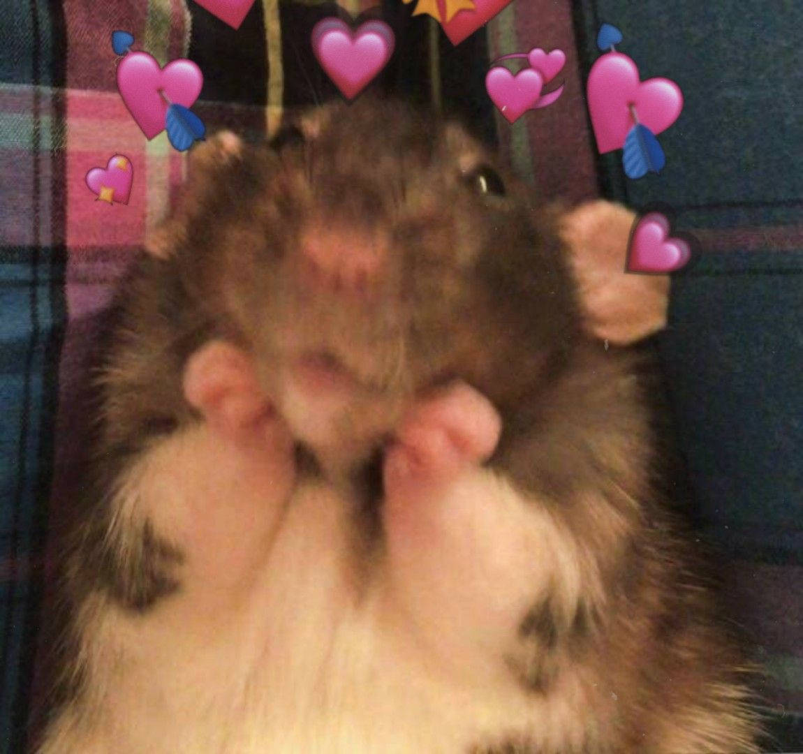 Forelsket Hamster Meme Wallpapers
