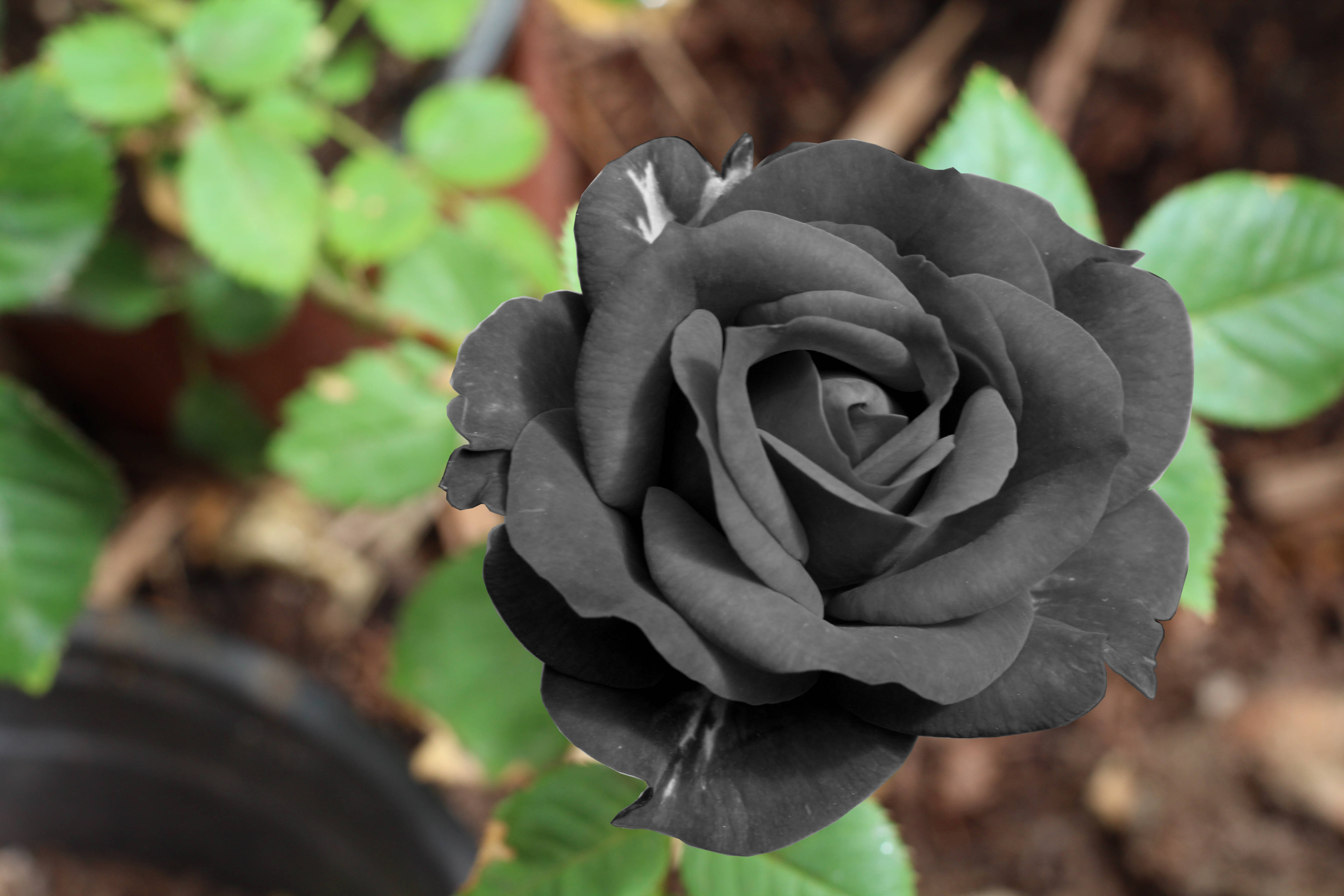 Forførende Sort Rose Wallpapers