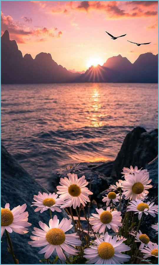 Forfrisk dine sanser og føl dig smuk Wallpapers