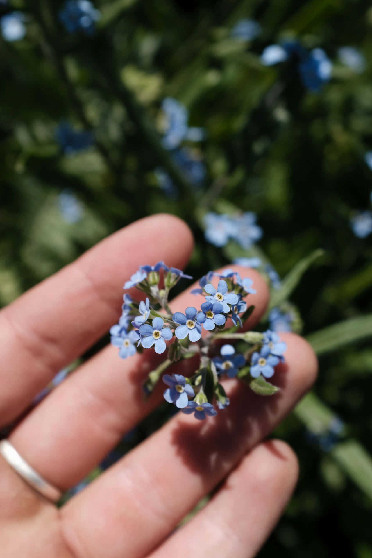 Forglemmigej blå blomster telefon Wallpapers