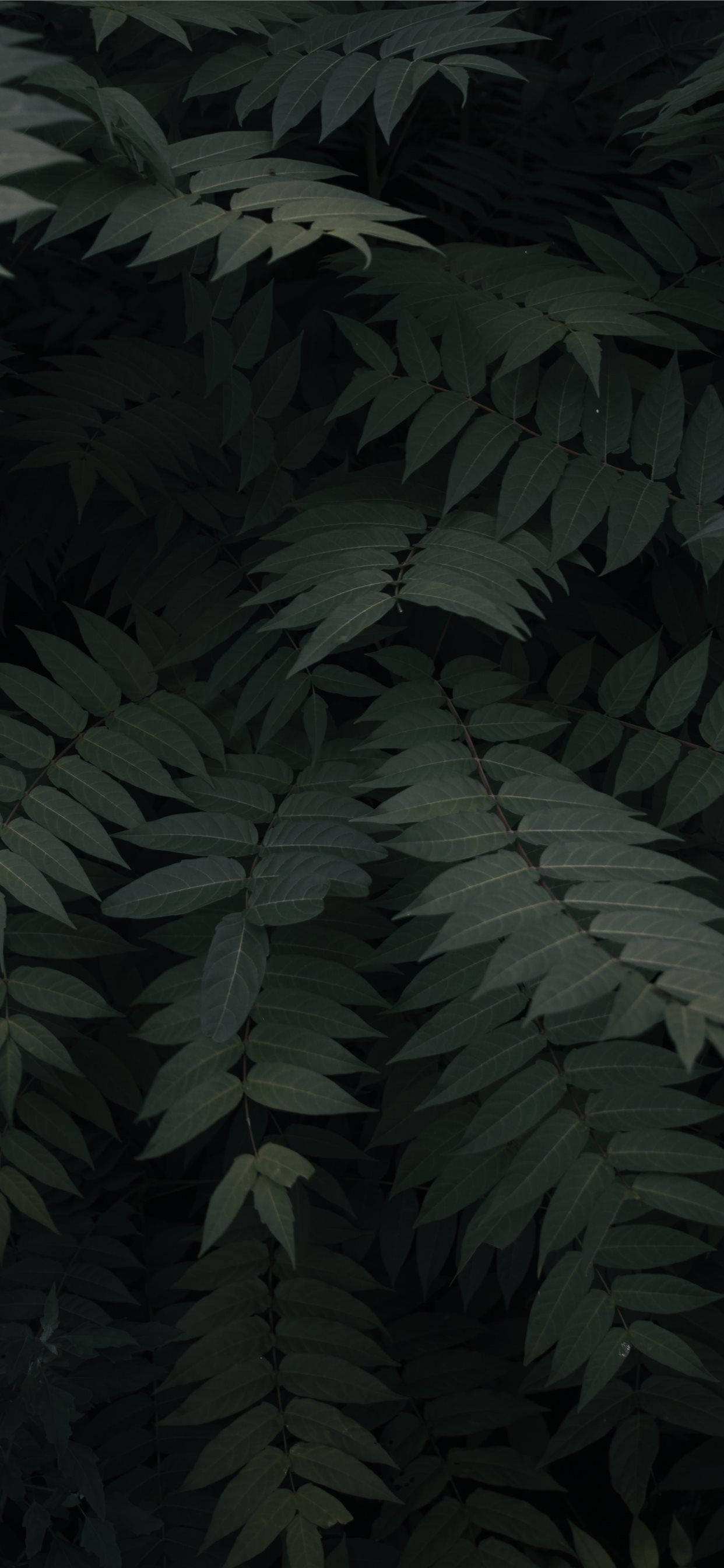 Forny din dag med natur derhjemme Wallpapers