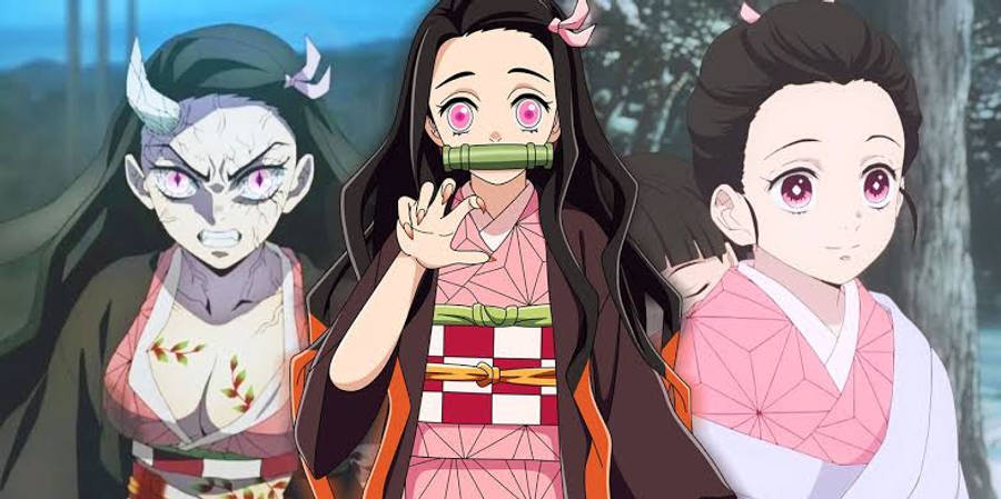 Forskellige livsfaser af Nezuko fra Demon Slayer Wallpapers