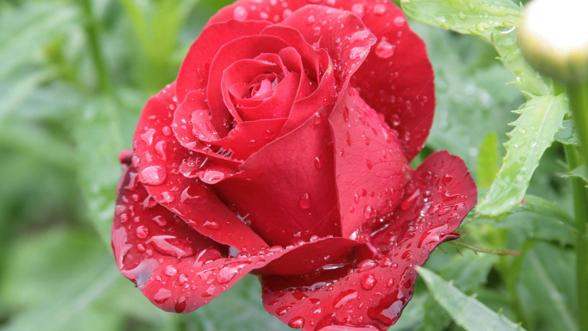 Fortryd dig af skønheden i rosenblade Wallpapers