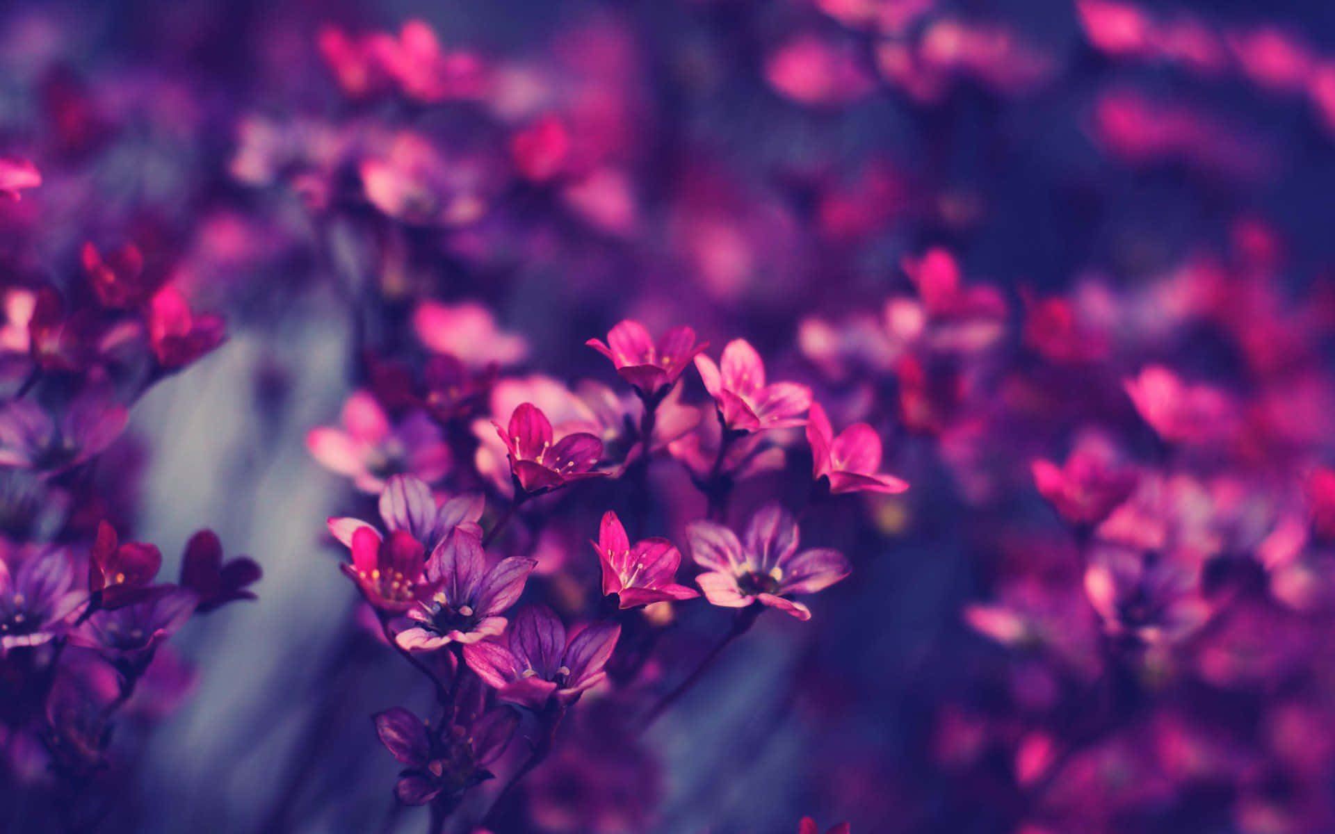 Fortryllende æstetisk blomsterbaggrund Wallpapers