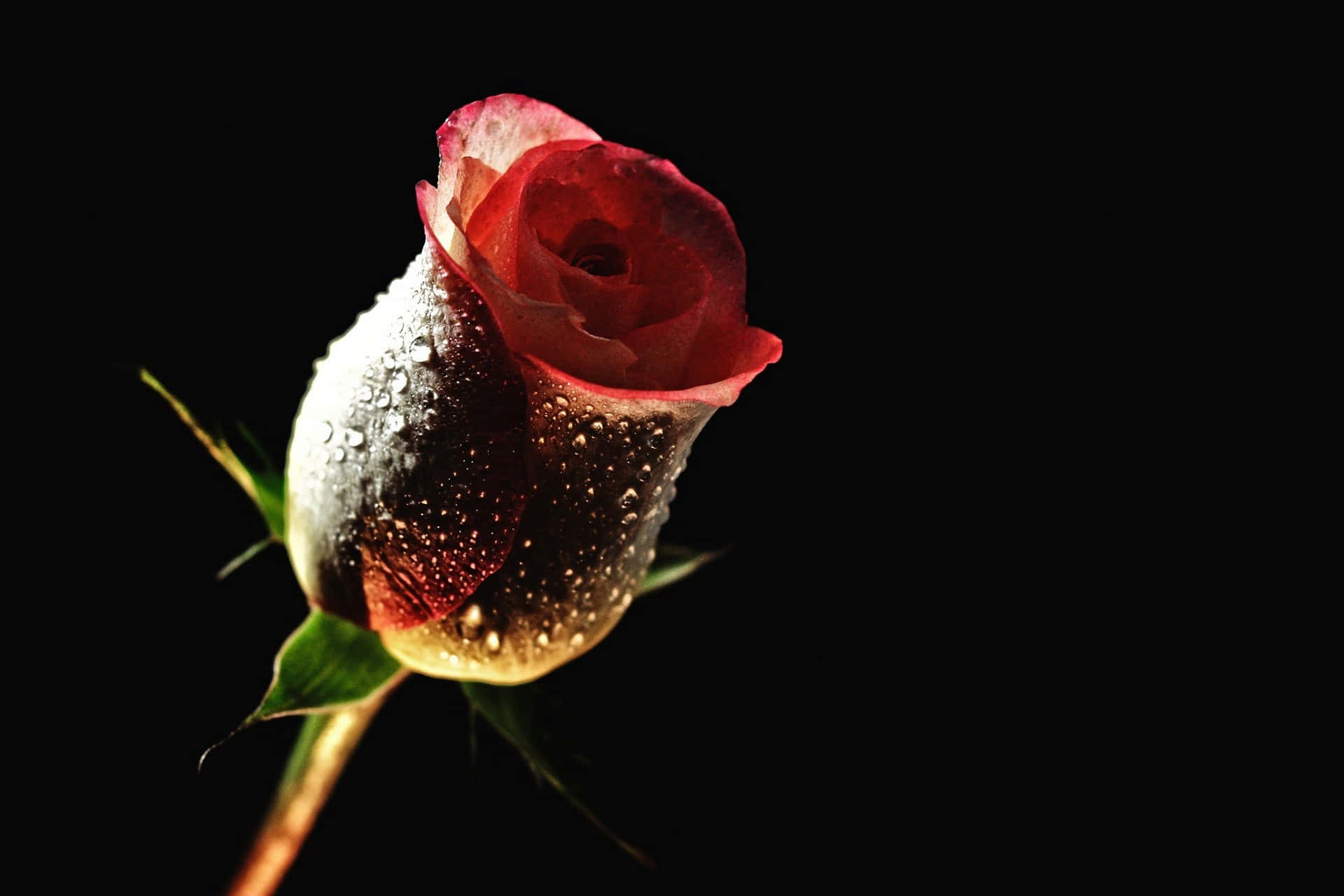 Fortryllende blomsterflora: Smuk blomsterbaggrund Wallpapers