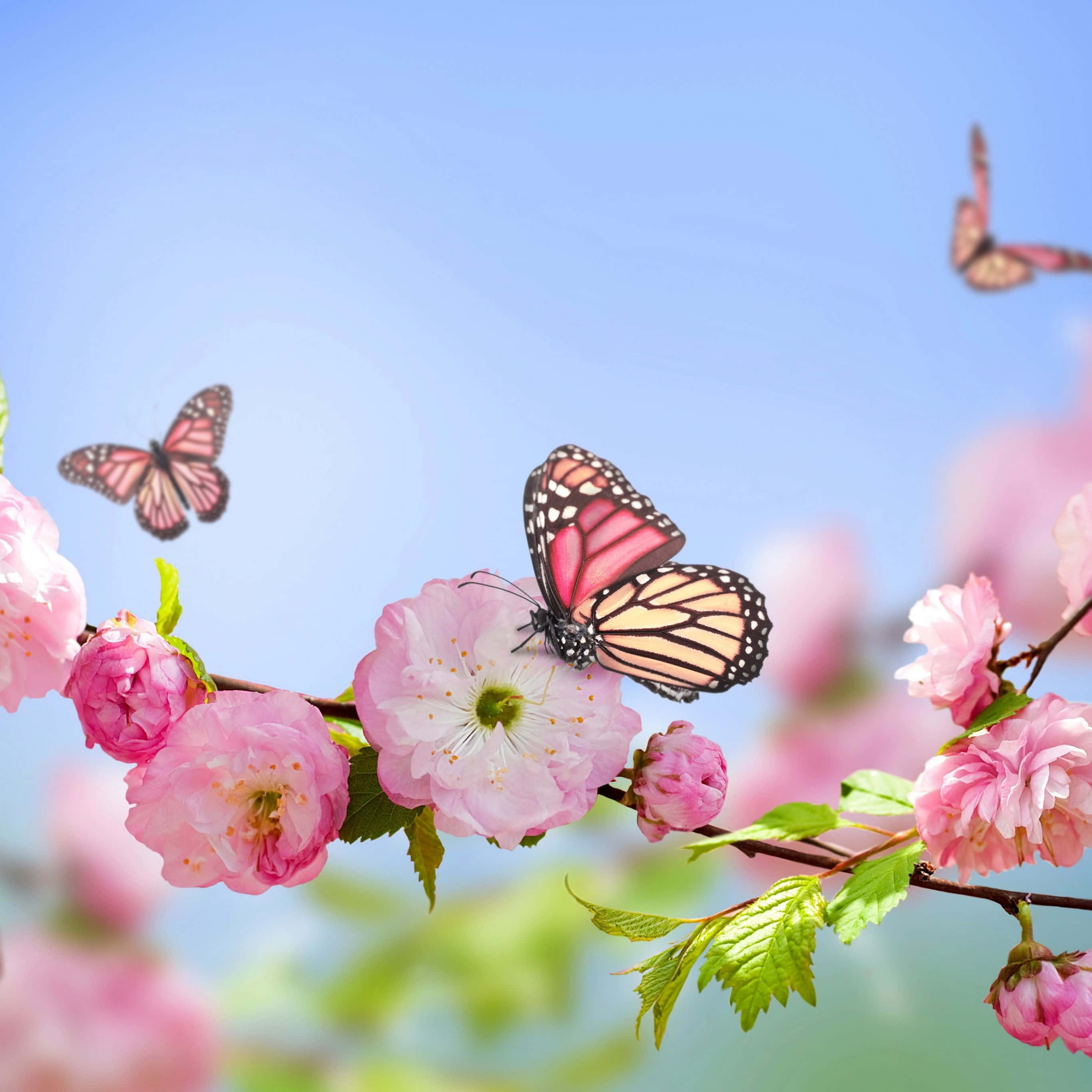 Fortryllende blomsteræstetik til din iPad-baggrund Wallpapers