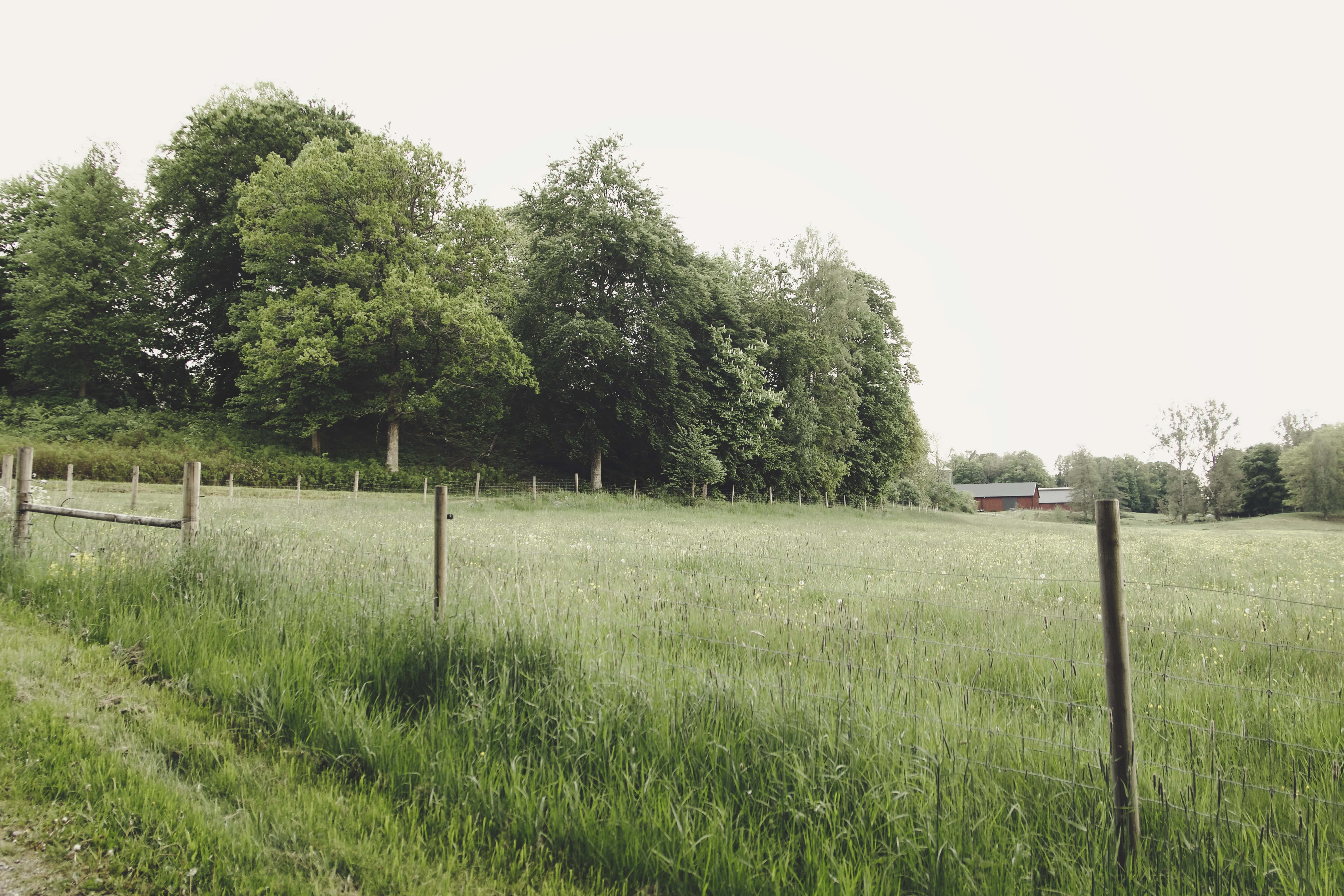 Fortryllende Cottagecore Skovretreat Wallpapers