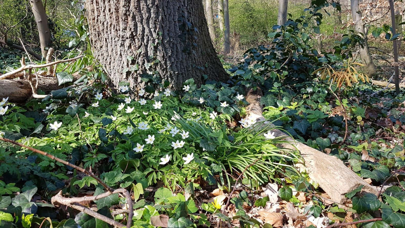 Fortryllende Countryside Cottagecore Æstetik tapet med livlige blomster og frodigt grønt omkring en hyggelig hytte Wallpapers