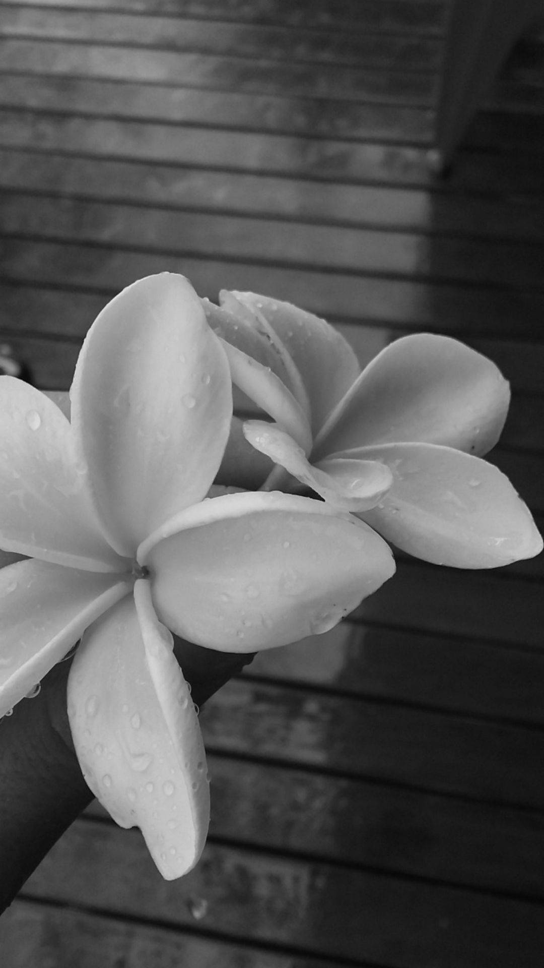 Fortryllende dæmpet blomsteraestetik Wallpapers