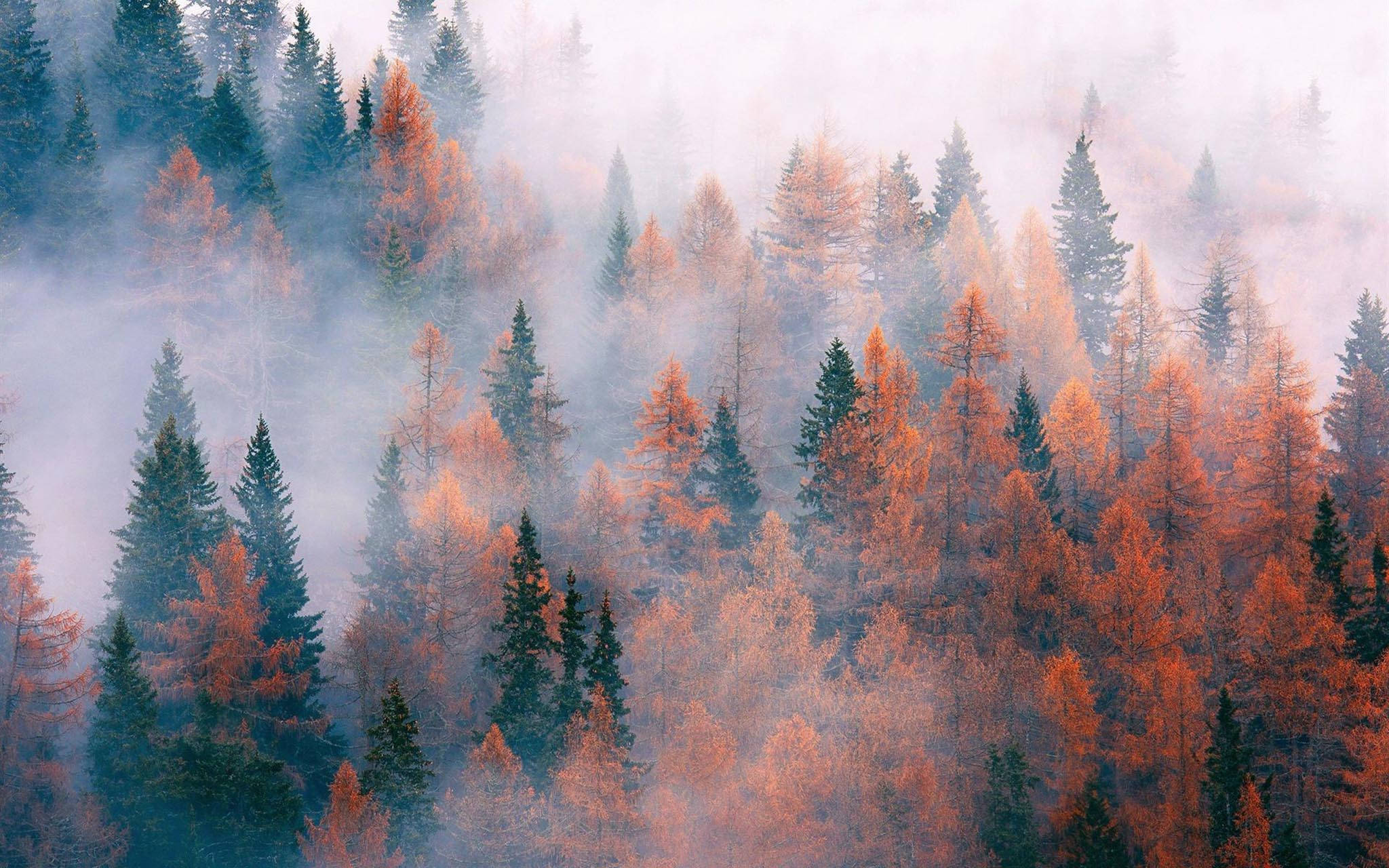 Fortryllende Efterår - Tåget Fyrreskov Wallpapers
