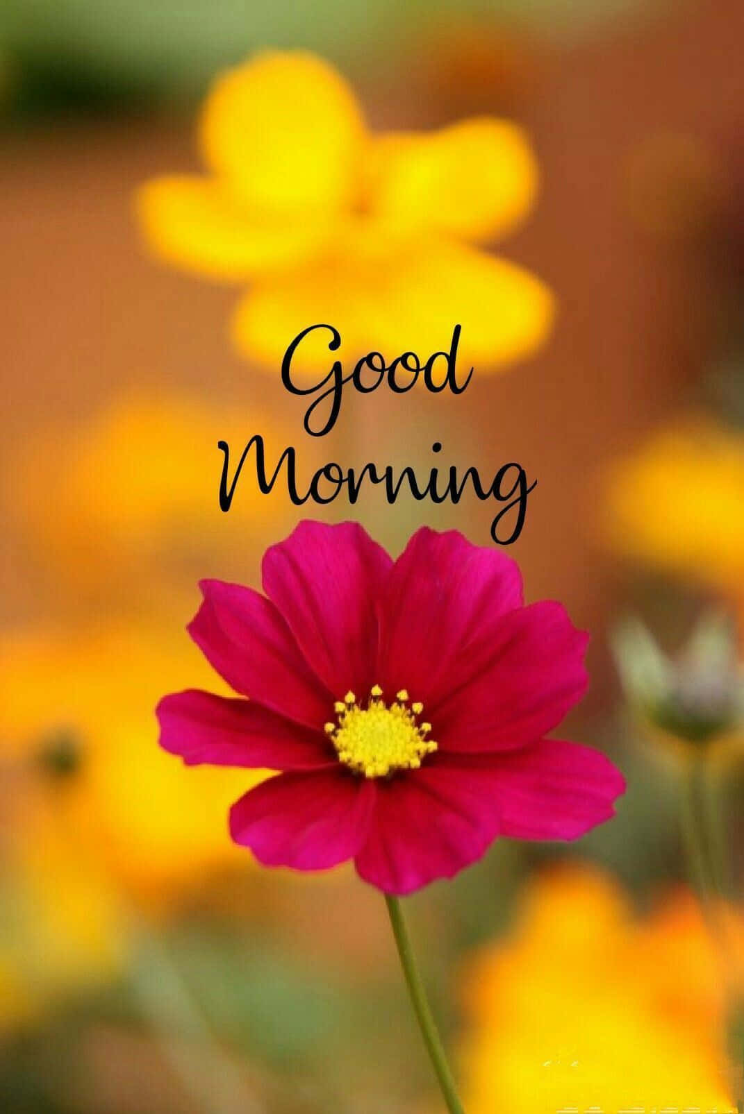 Fortryllende Godmorgen Blomst Wallpapers