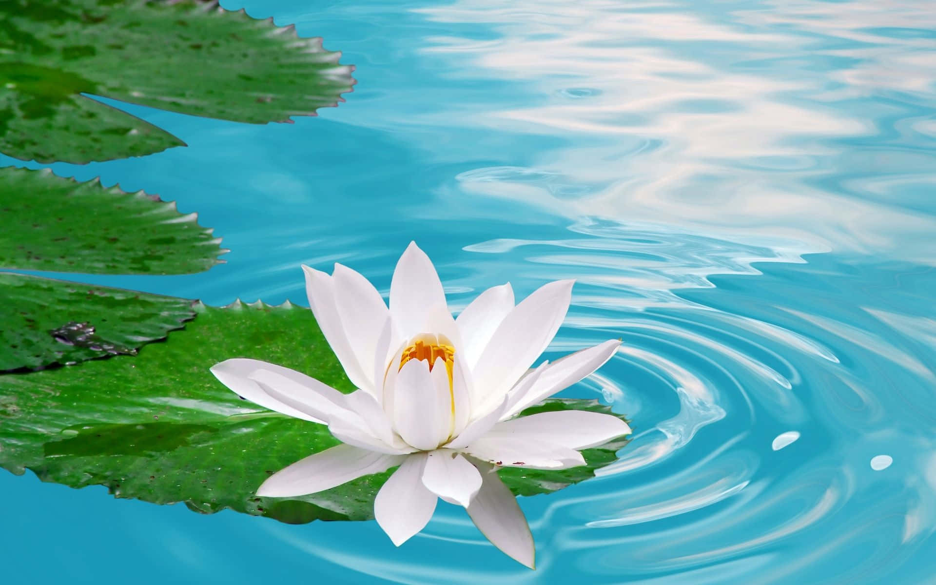 Fortryllende lotusblomst i fredfyldt dam Wallpapers