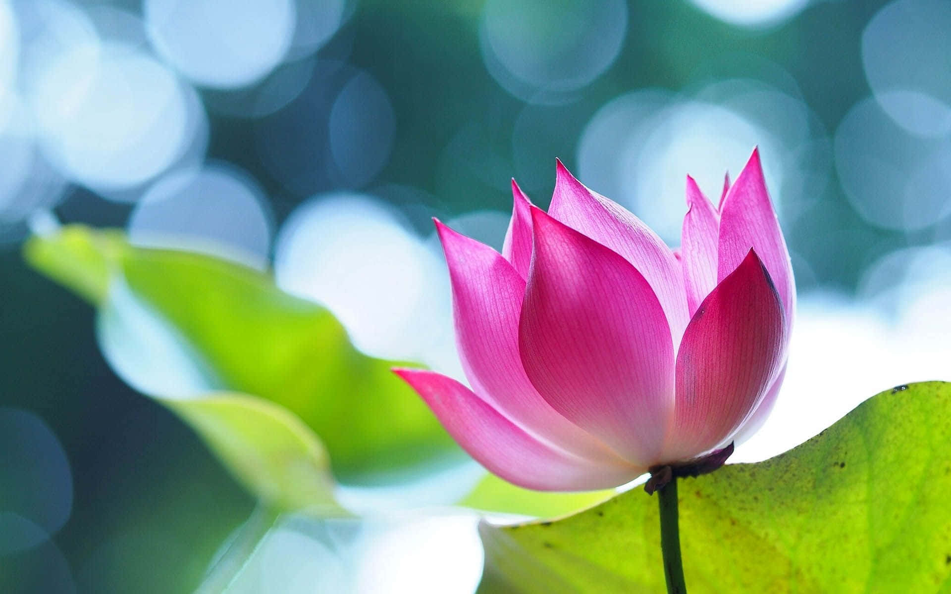 Fortryllende Lotusblomst i Blomst Wallpapers