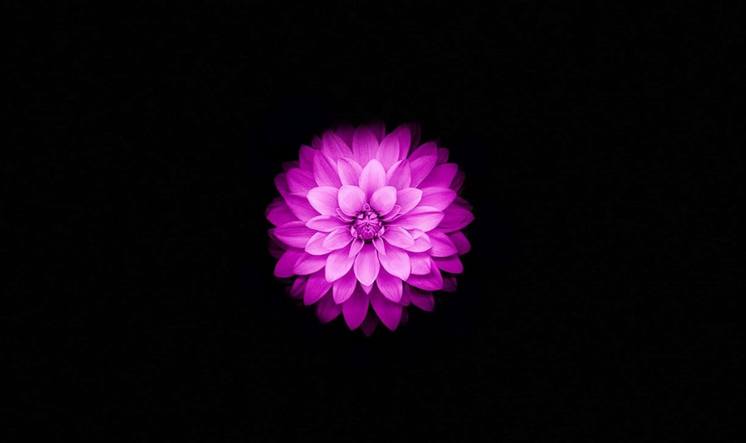 Fortryllende Lotusblomst i Blomst Wallpapers