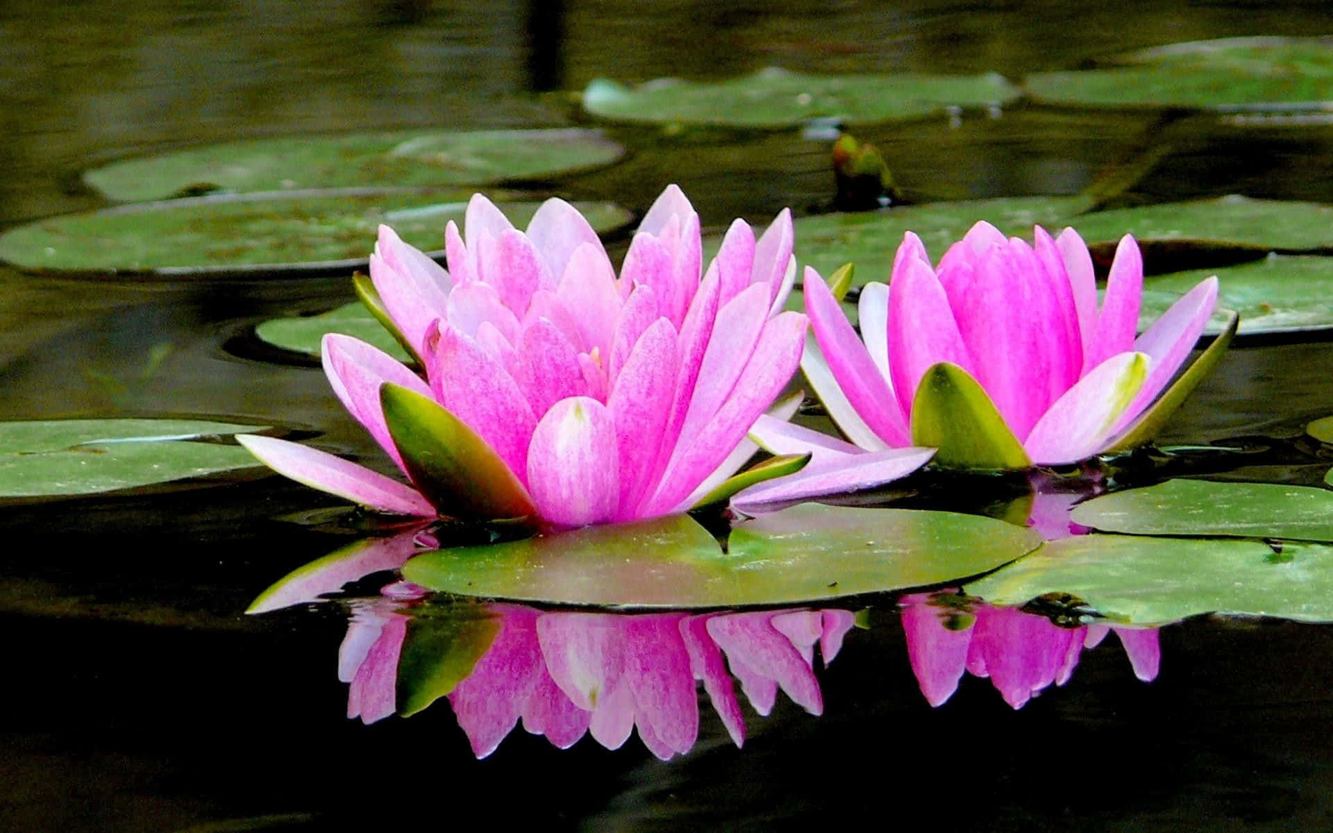 Fortryllende Lotusblomst på Stille Vand Wallpapers