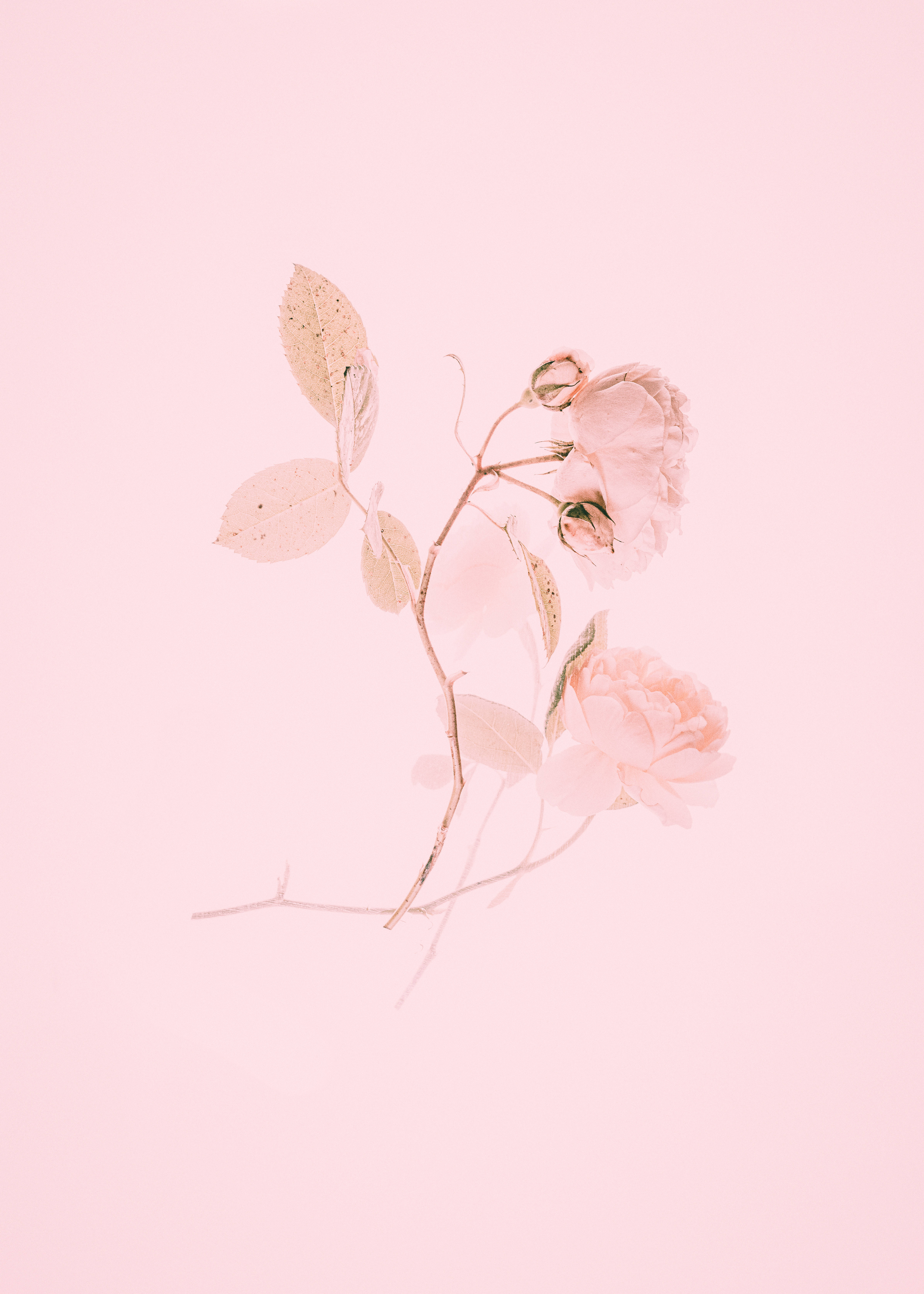 Fortryllende lyserøde tulipaner i blomst Wallpapers