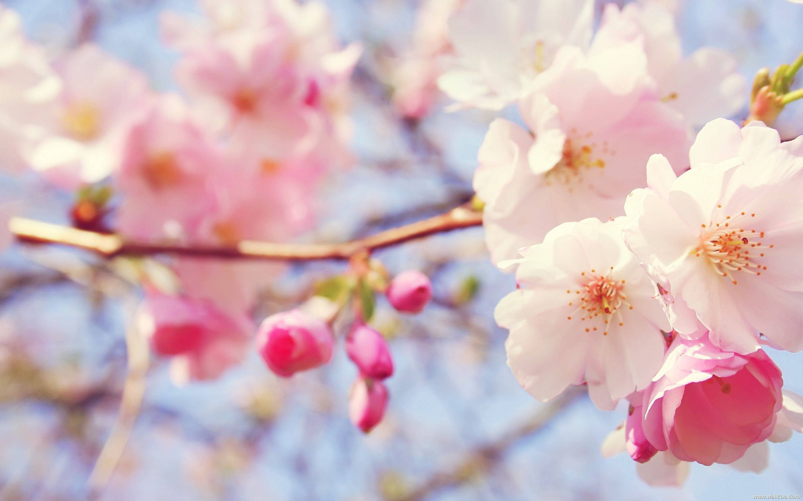 Fortryllende lyserøde kirsebærblomster i fuldt flor Wallpapers