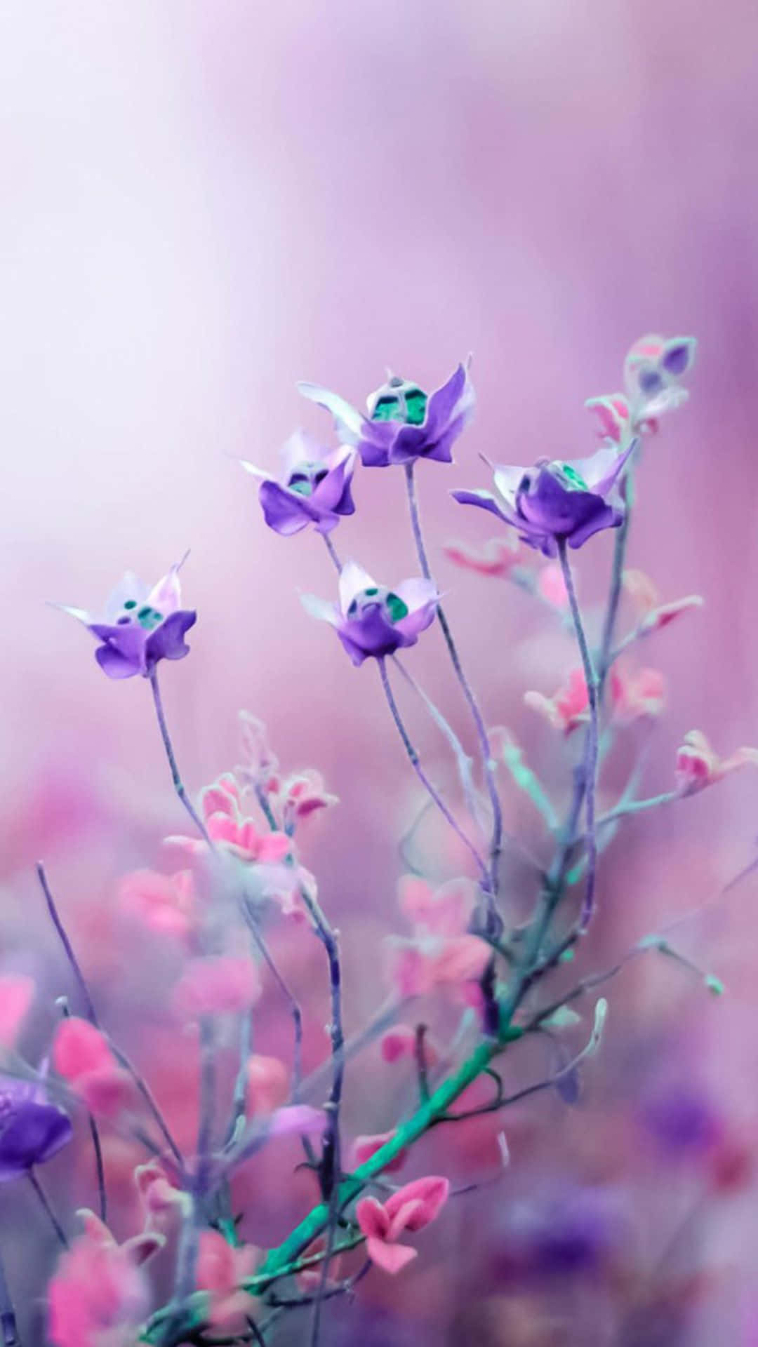 Fortryllende lyserød blomsterbaggrund Wallpapers
