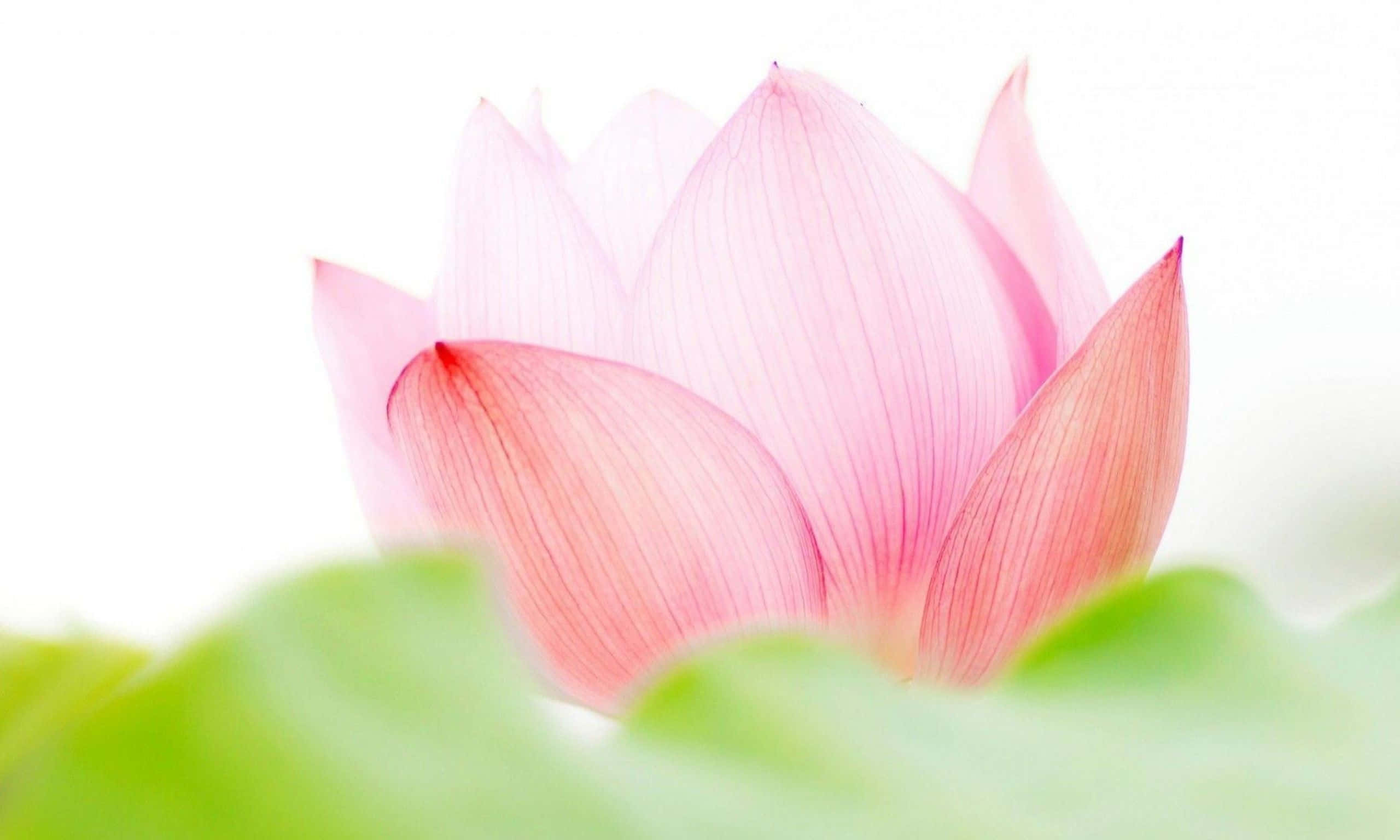 Fortryllende lyserød lotusblomst Wallpapers