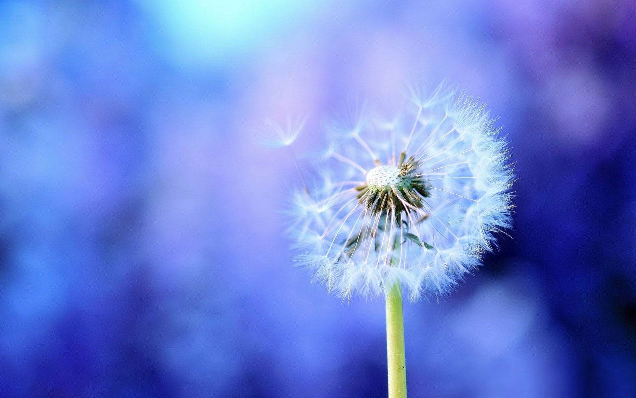 Fortryllende mælkebøttefrø i fuldt flor Wallpapers