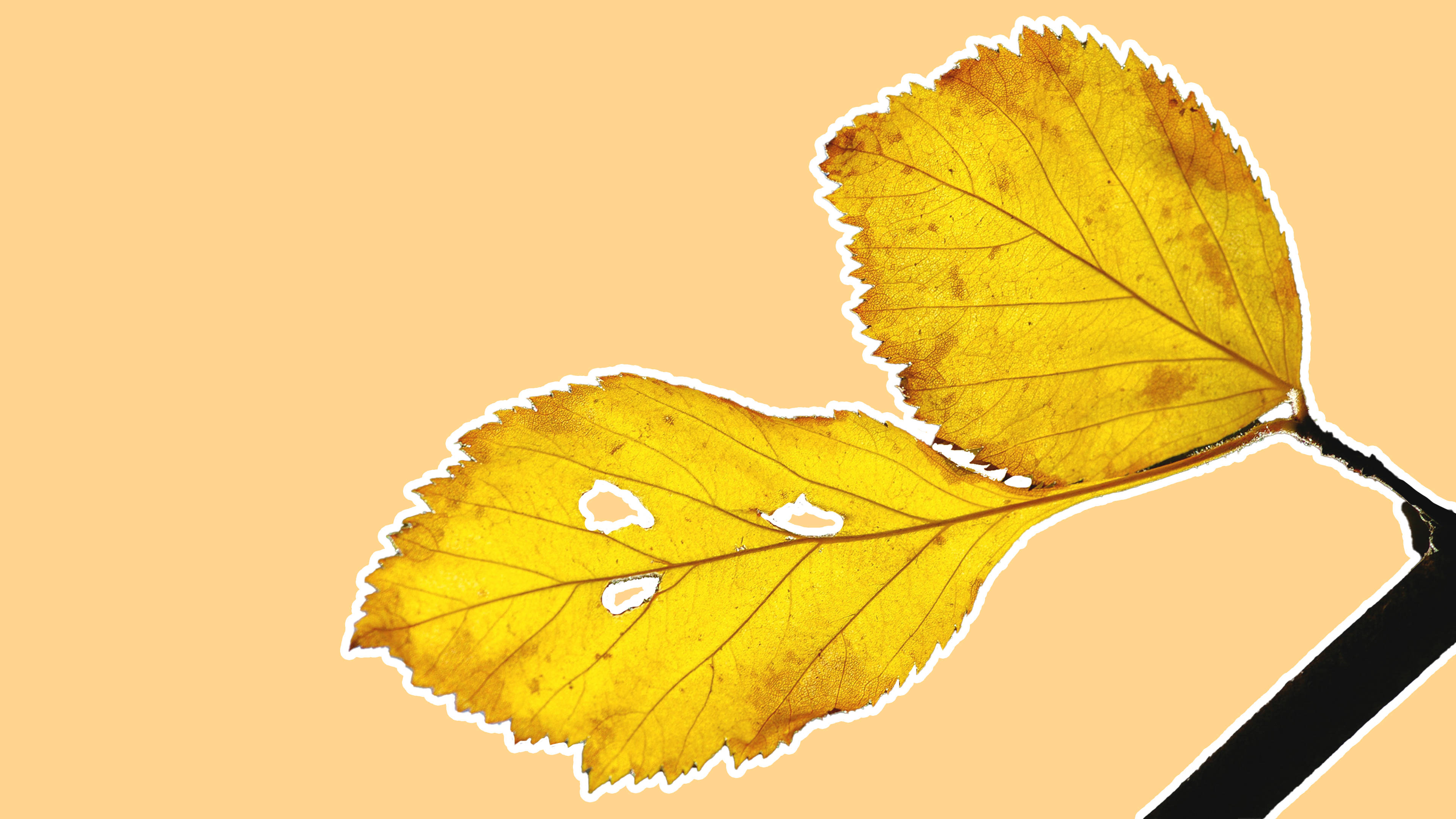 Fortryllende minimalistisk fremstilling af gule planteblade Wallpapers