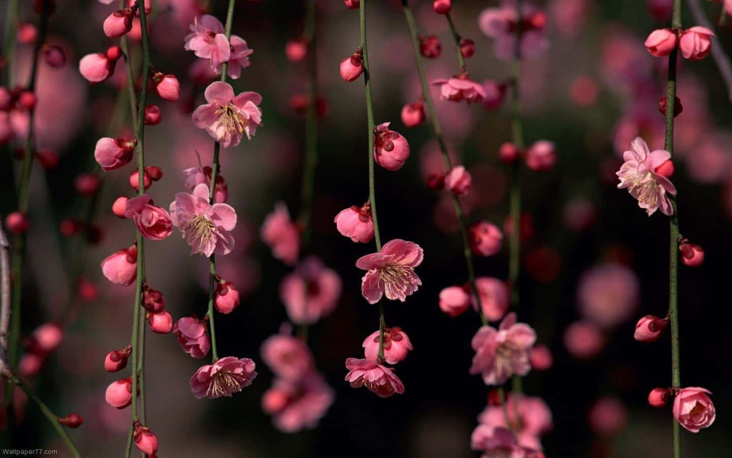 Fortryllende mørk blomsterbaggrund Wallpapers