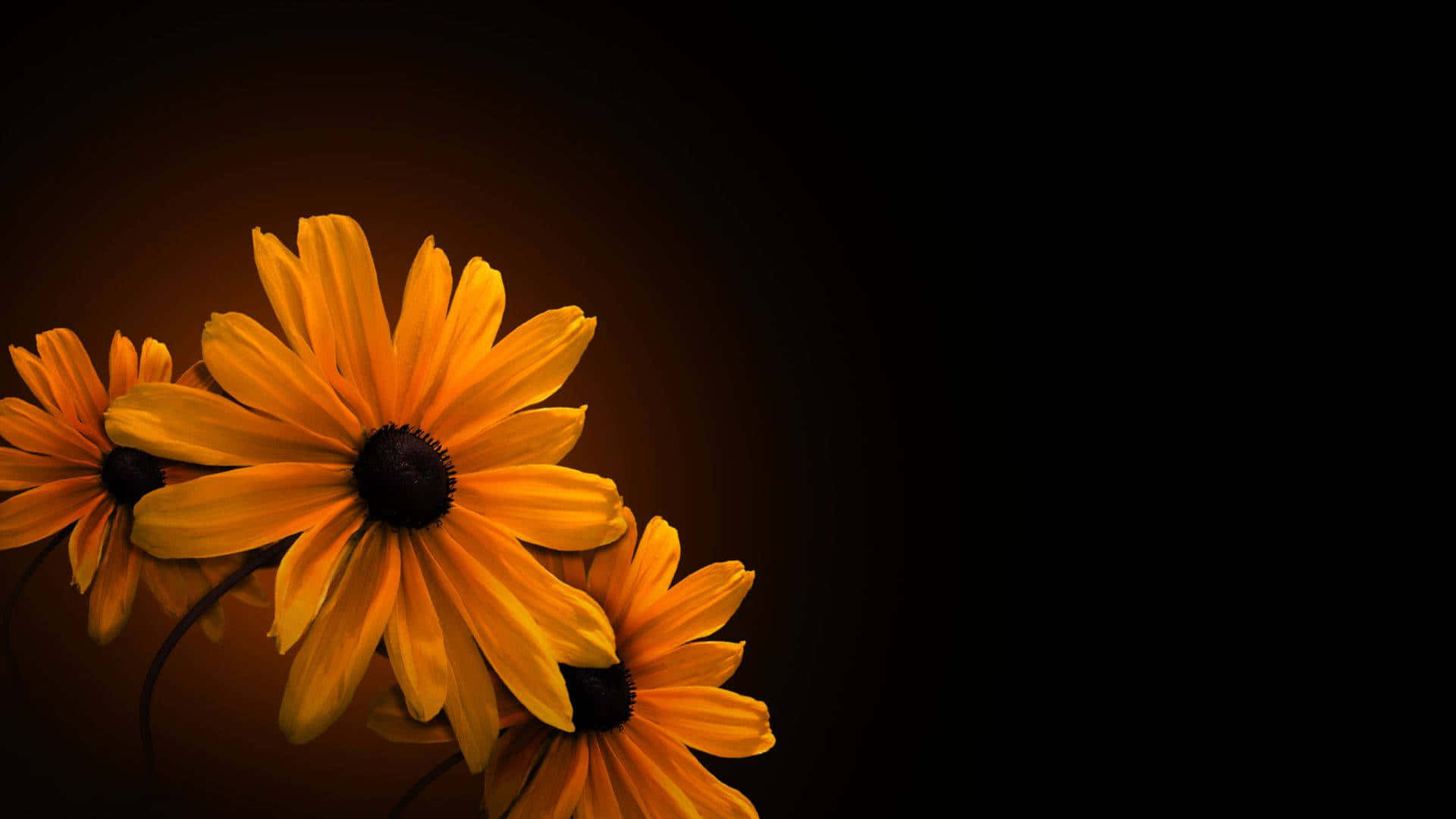 Fortryllende Mørk Blomsterbaggrund Wallpapers
