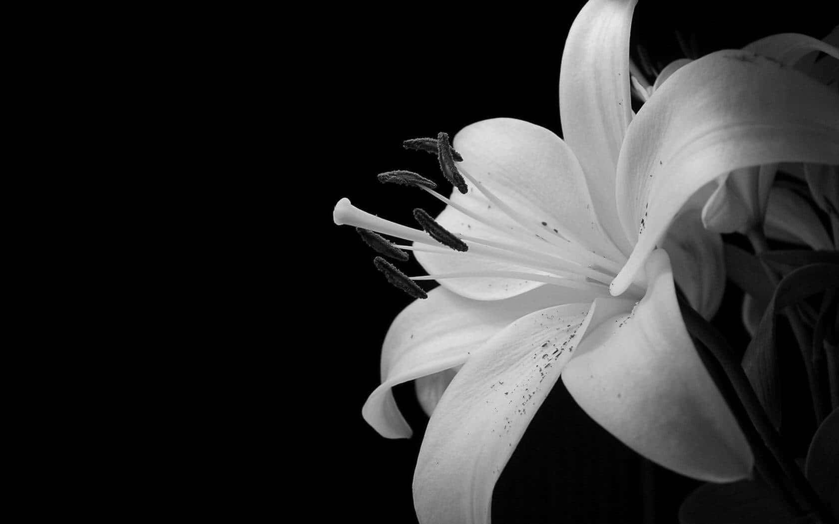 Fortryllende mørk blomsterbaggrund Wallpapers