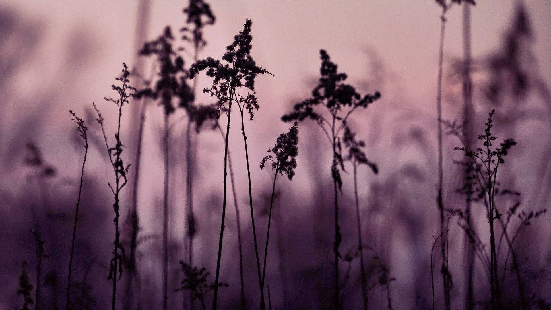 Fortryllende Mørke: En Unik Æstetik af Små Sorte Blomster Wallpapers