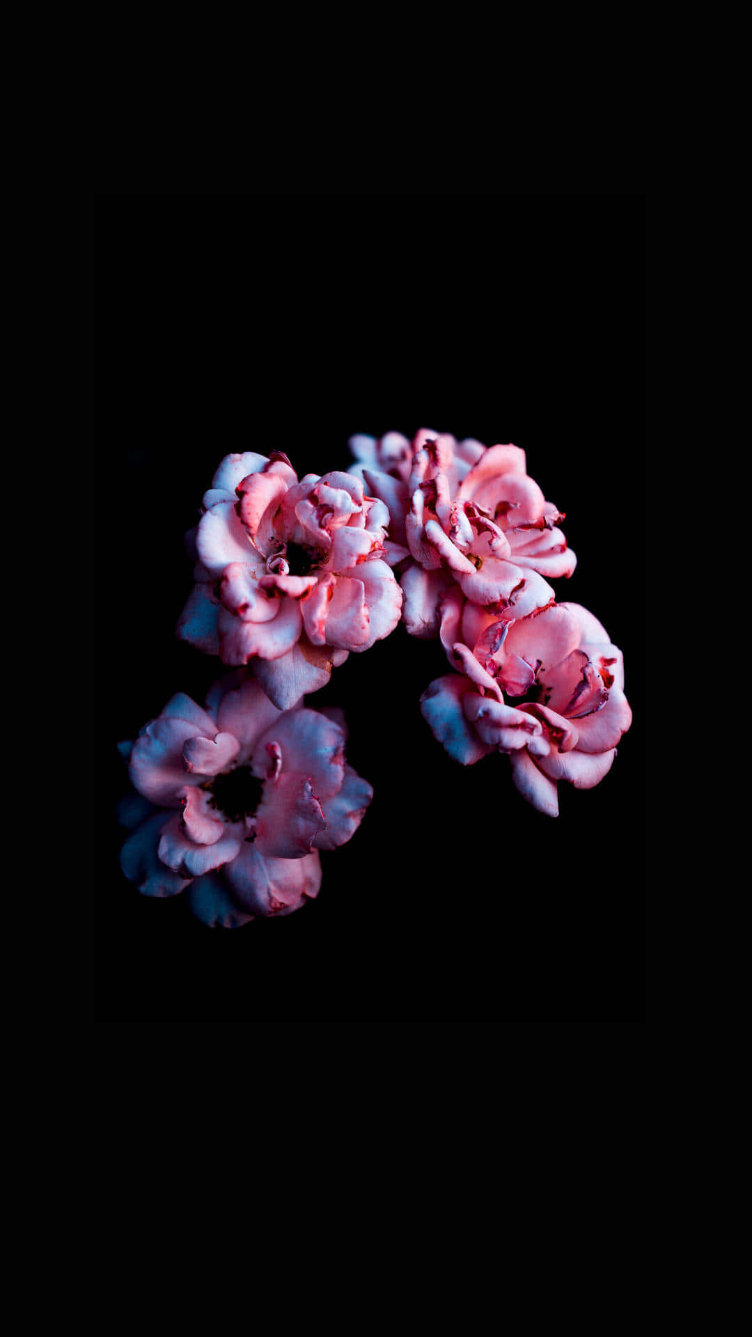 Fortryllende Mørk Blomsterbaggrund Wallpapers