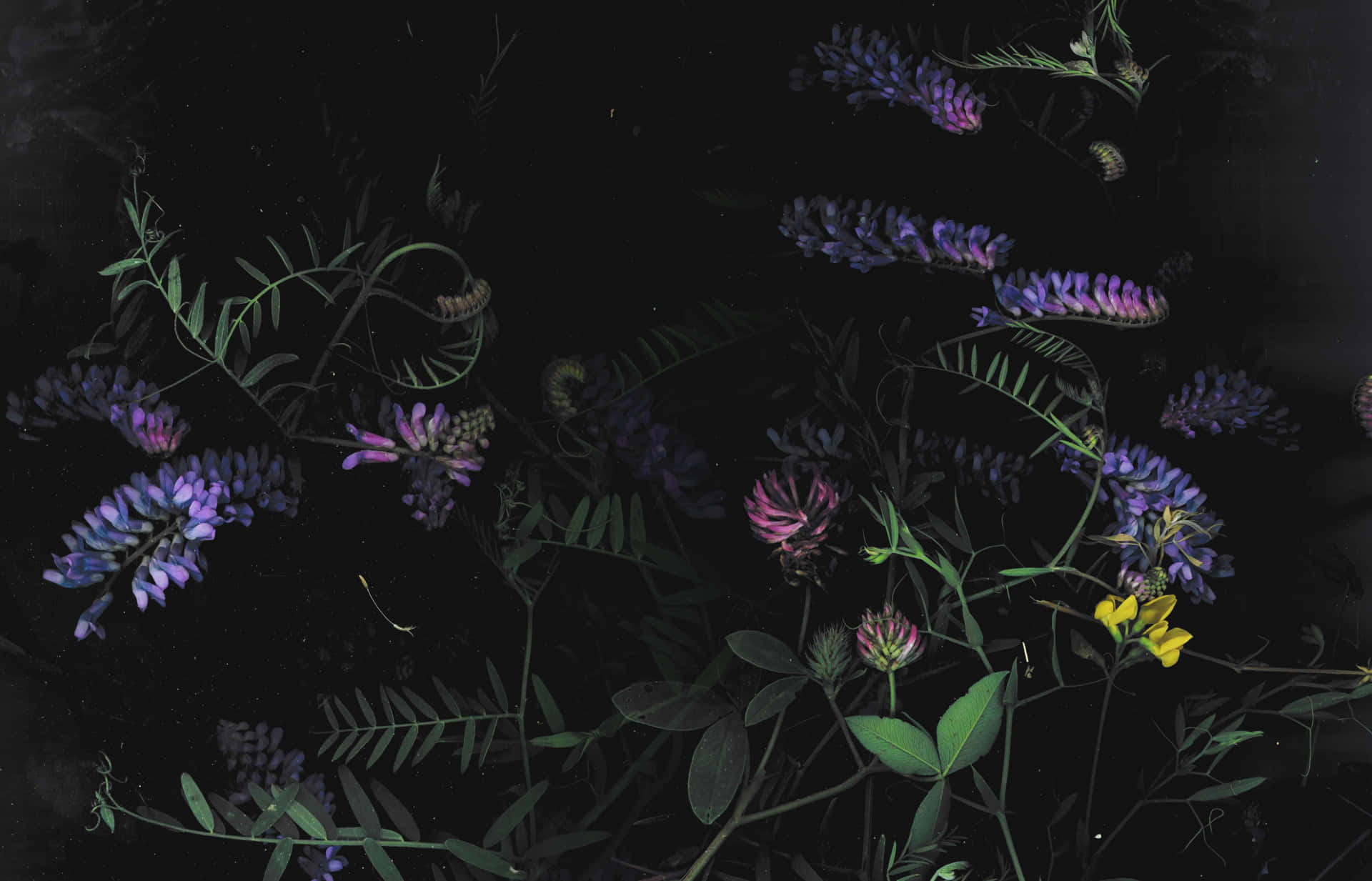Fortryllende mørk blomsterbaggrund Wallpapers