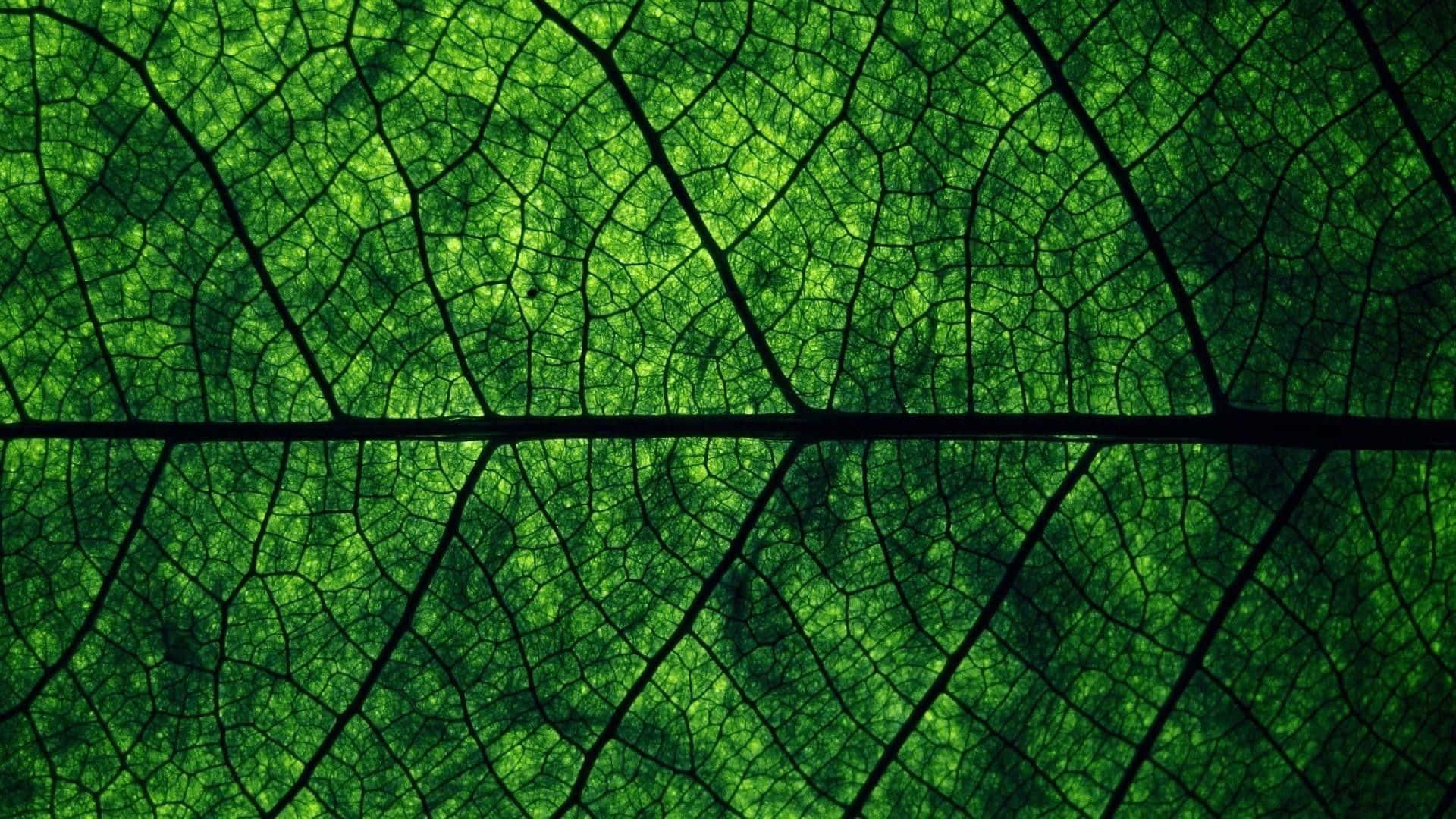 Fortryllende mørkegrøn æstetisk baggrund Wallpapers