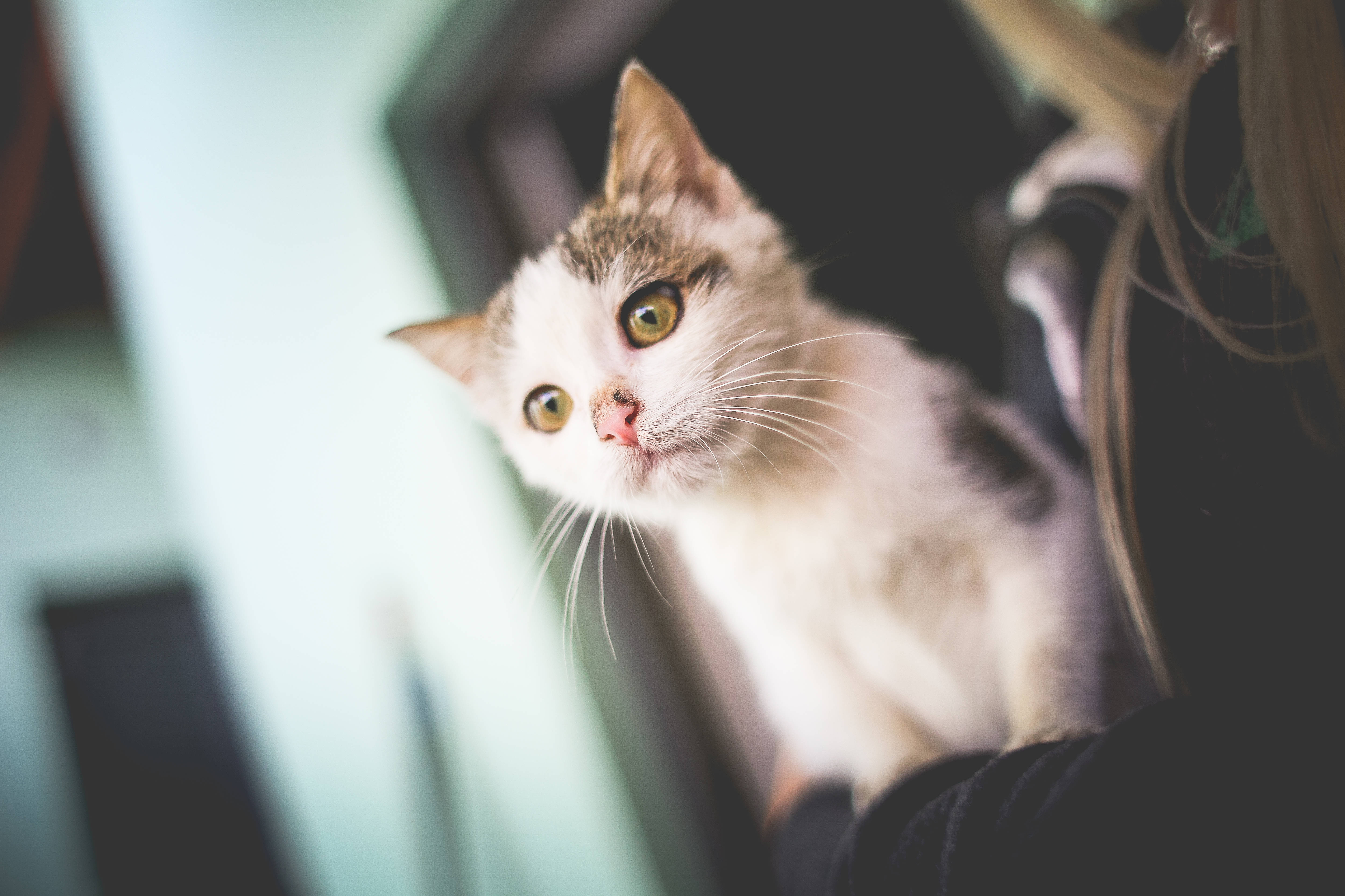 Fortryllende skønhed af en elegant kat Wallpapers