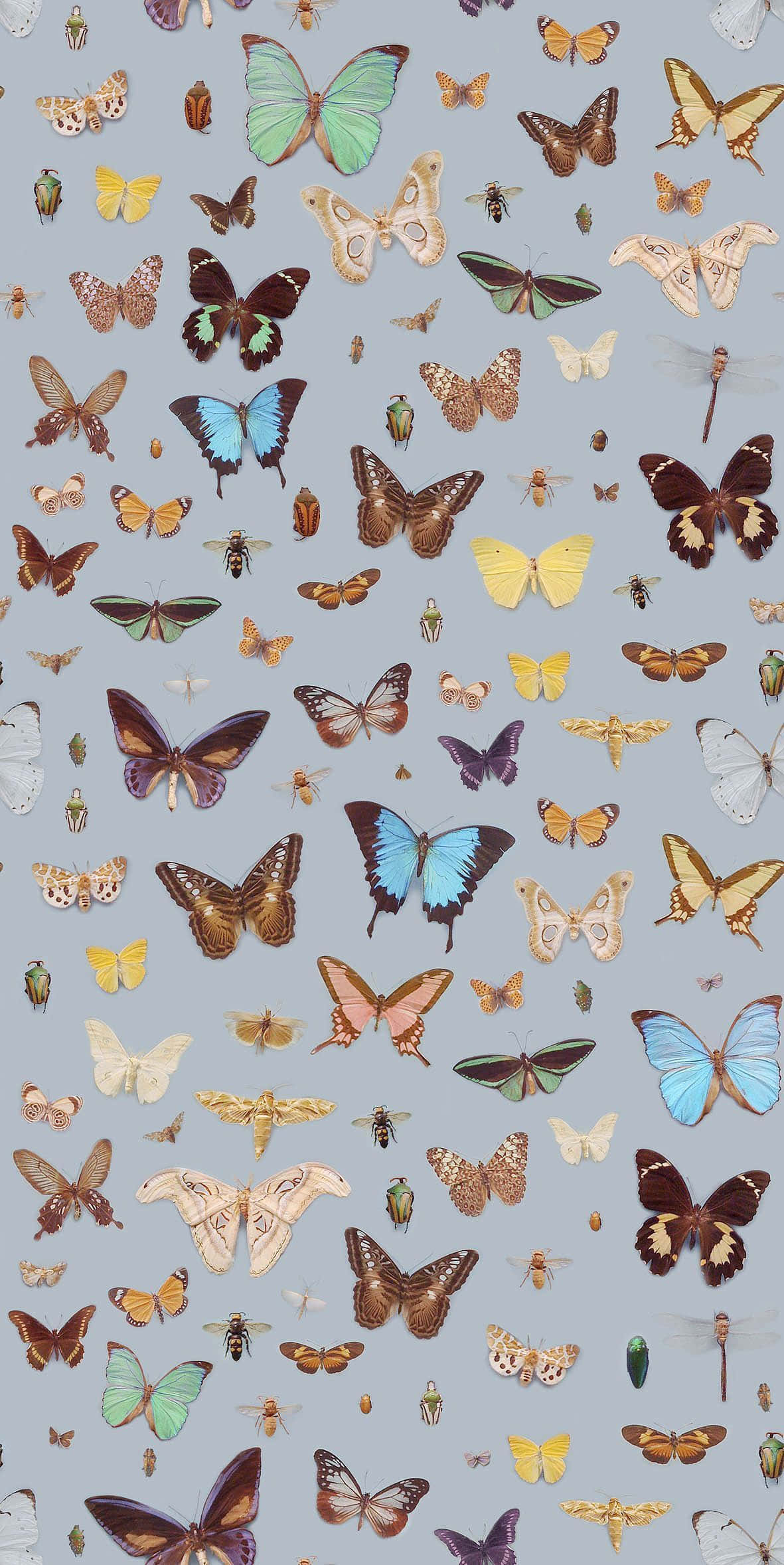 Fortryllende skønhed af monarksommerfugle Wallpapers