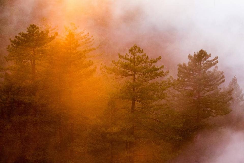 Fortryllende skønhed i tåget skov Wallpapers