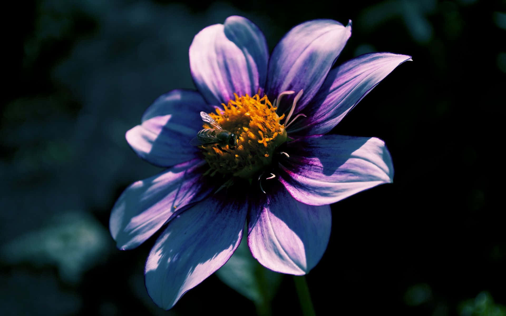 Fortryllende æstetisk blomsterbaggrund Wallpapers