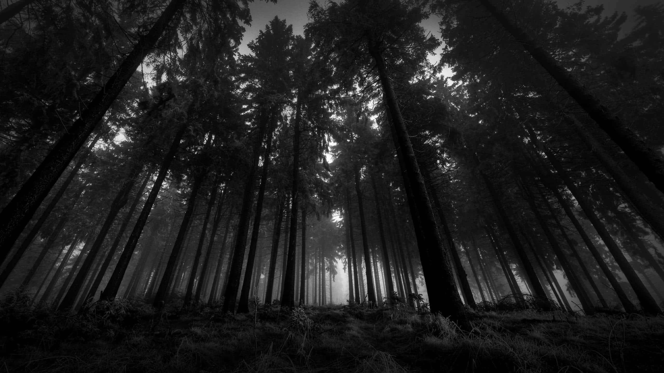 Fortryllet udsigt over Mørkeskoven Wallpapers