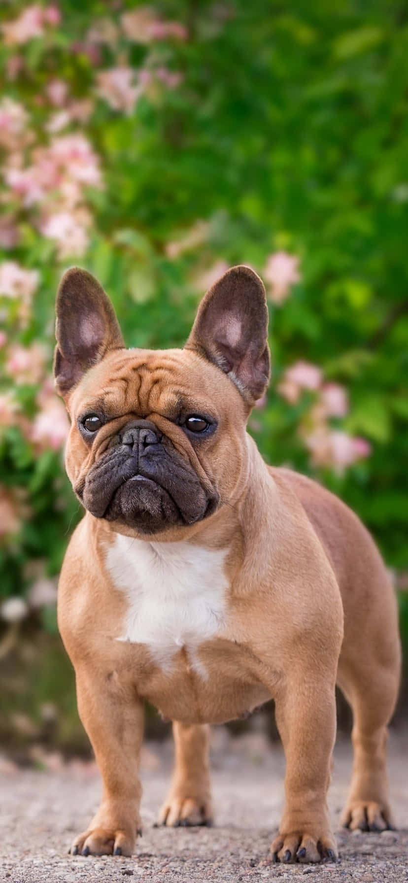 Fransk bulldog i parken Wallpapers