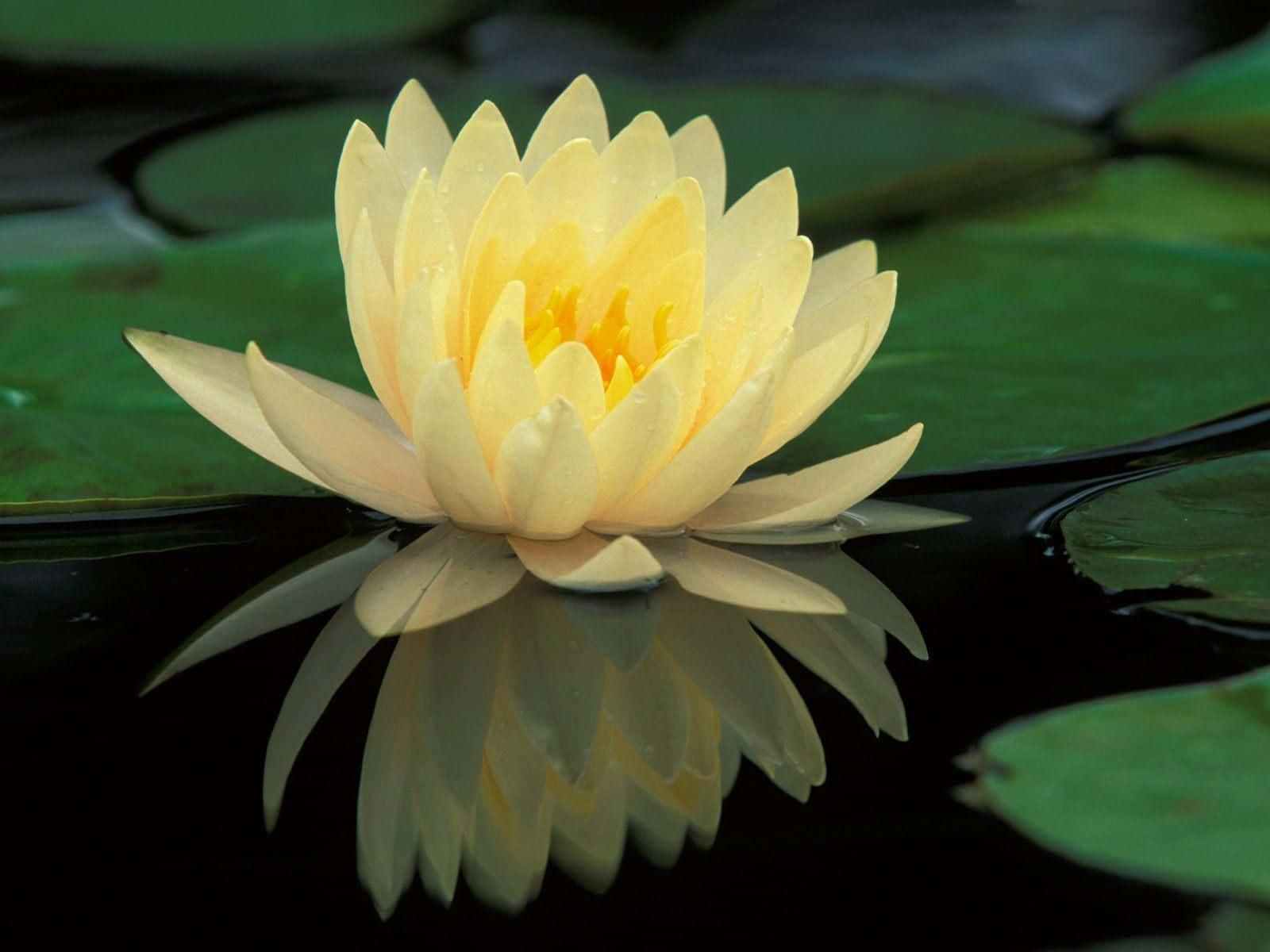 Fredfyldt lotusblomst, der blomstrer i en stille dam Wallpapers