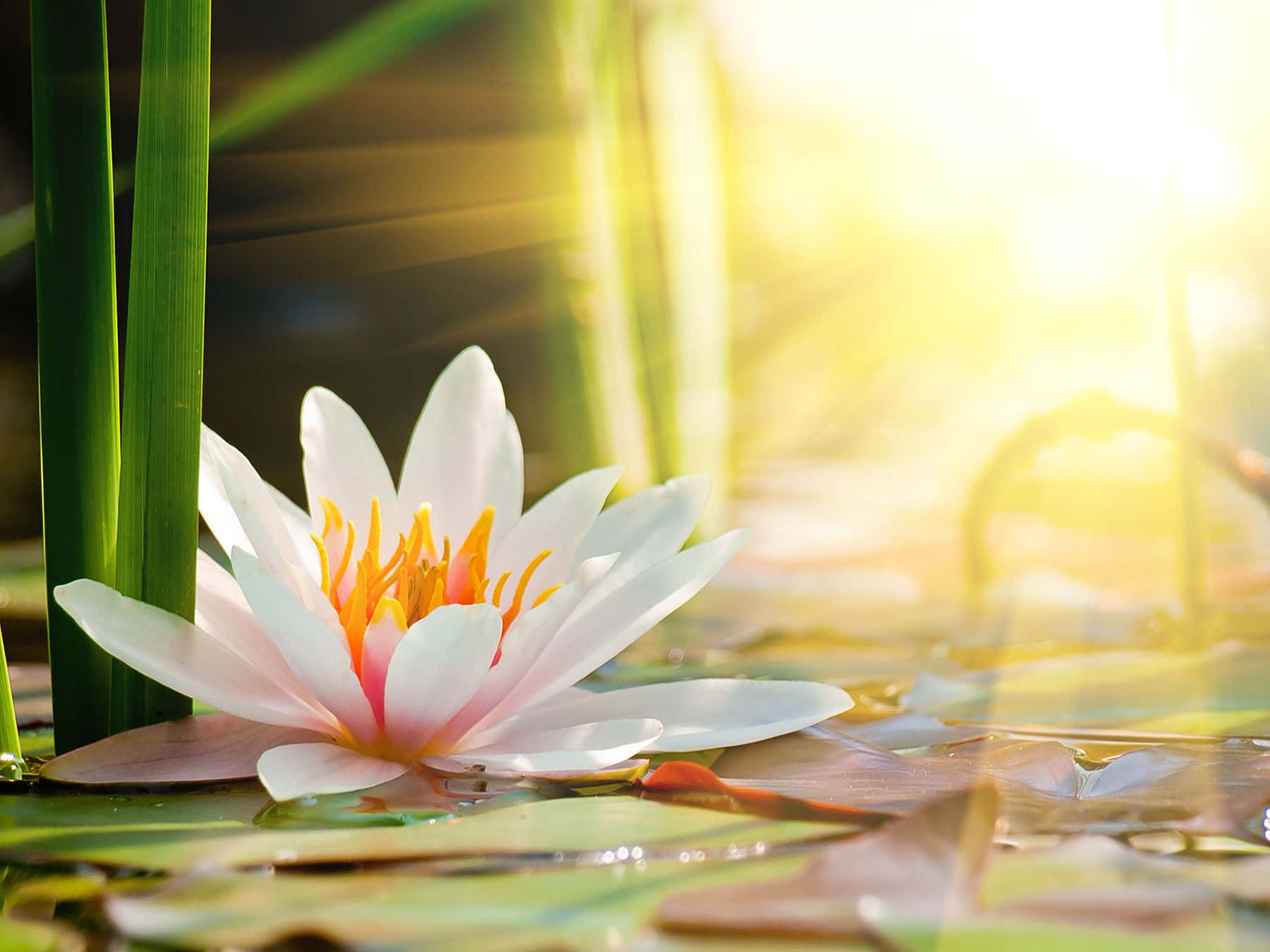 Fredfyldt lotusblomst, der blomstrer i stille vande Wallpapers