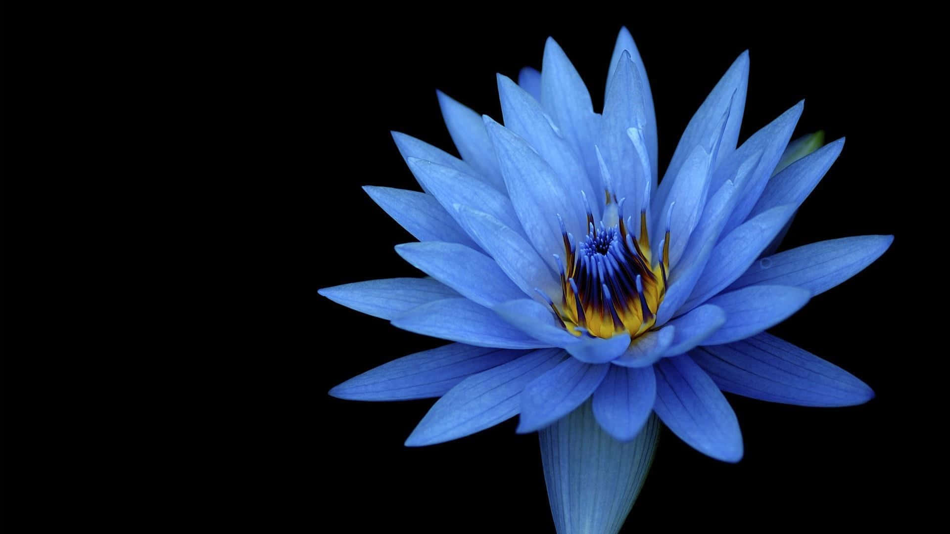 Fredfyldt lotusblomst ved daggry Wallpapers
