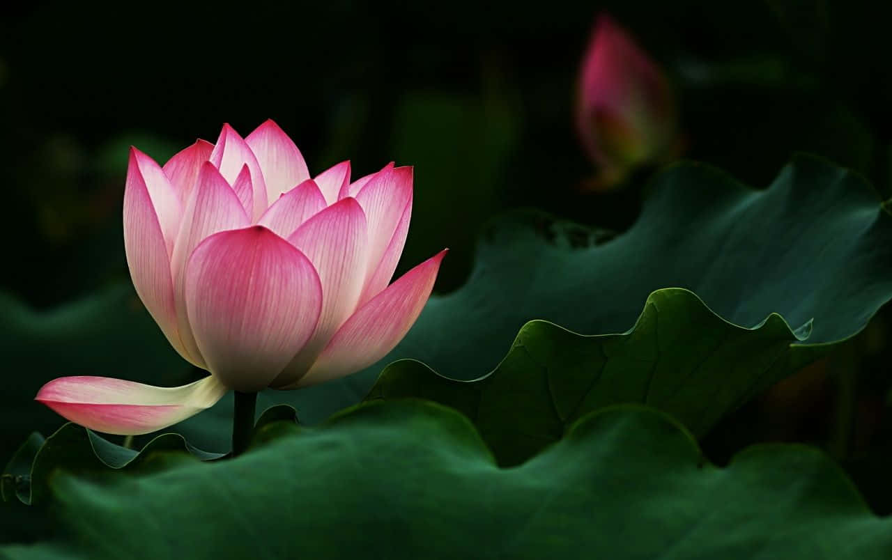 Fredfyldt lotusblomst, der folder sig ud på stille vand Wallpapers