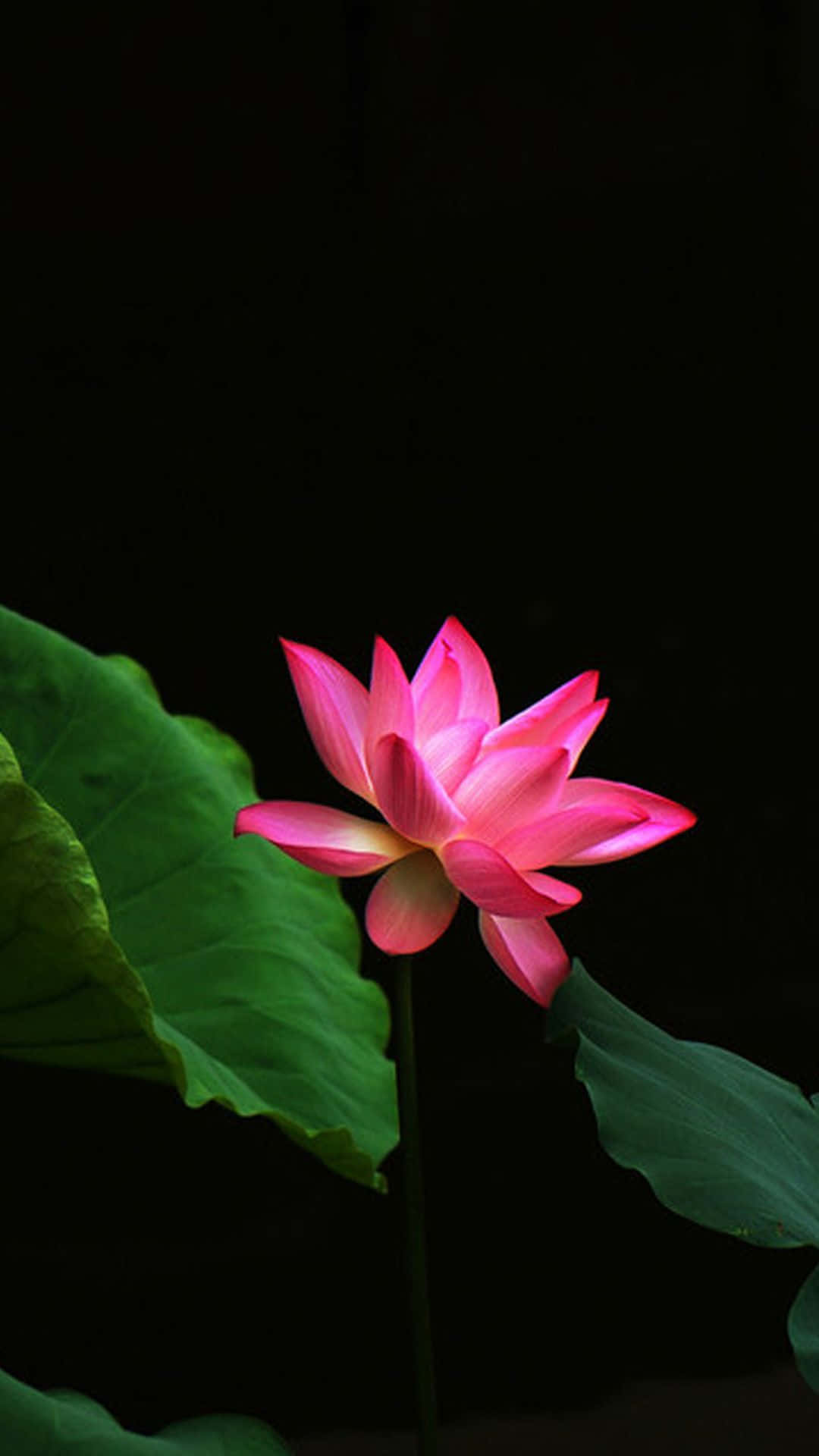 Fredfyldt lotusblomst i blomst Wallpapers
