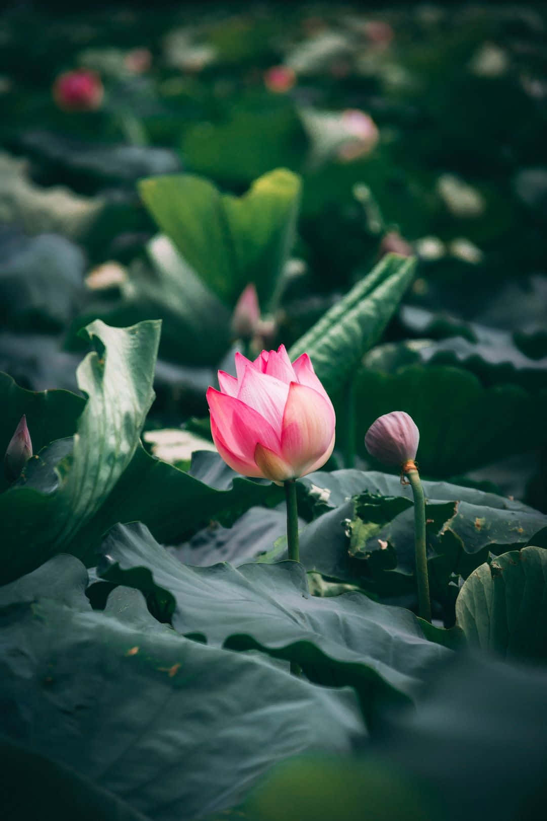 Fredfyldt Lotusblomst i Blomst i en Stille Dam Wallpapers