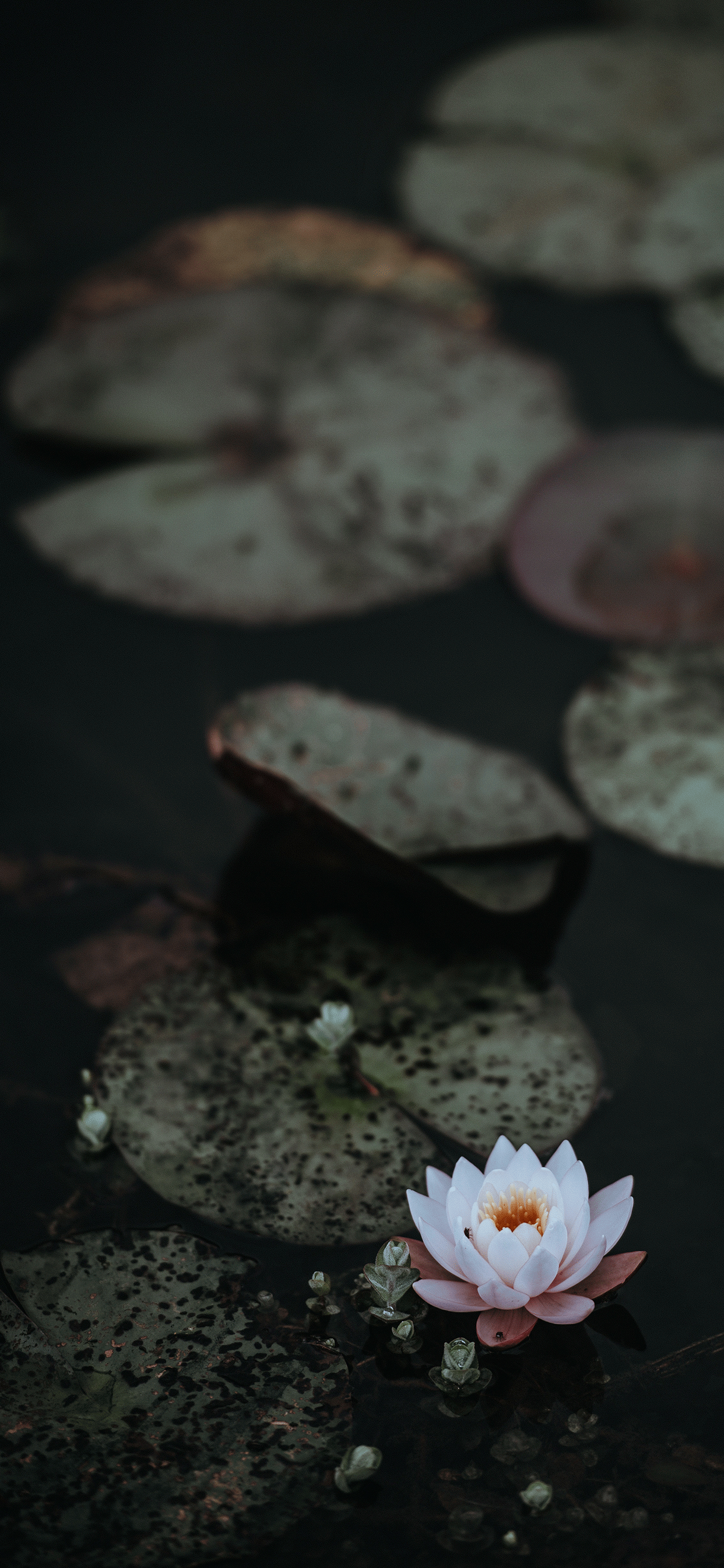 Fredfyldt lotusblomst i fuldt flor Wallpapers