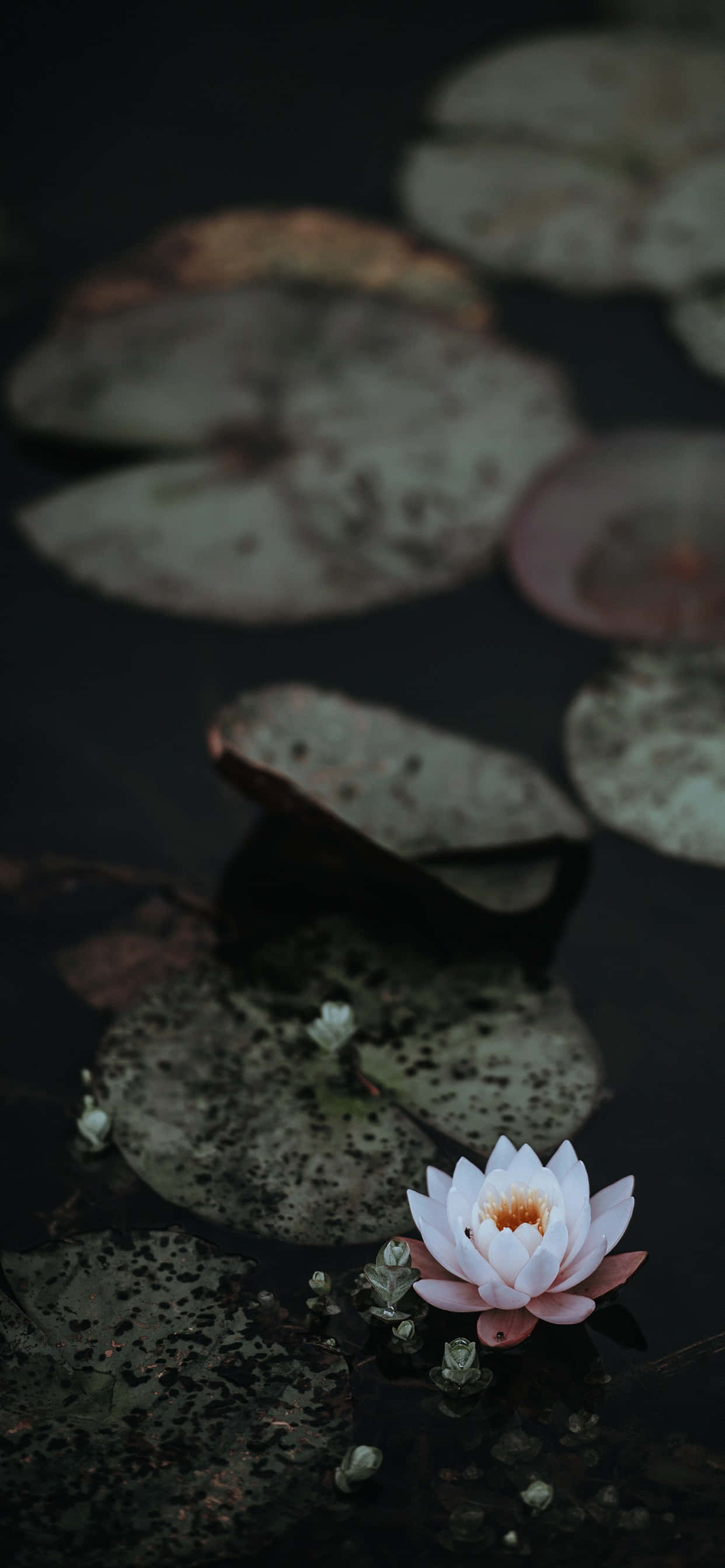 Fredfyldt lotusblomst i fuldt flor Wallpapers