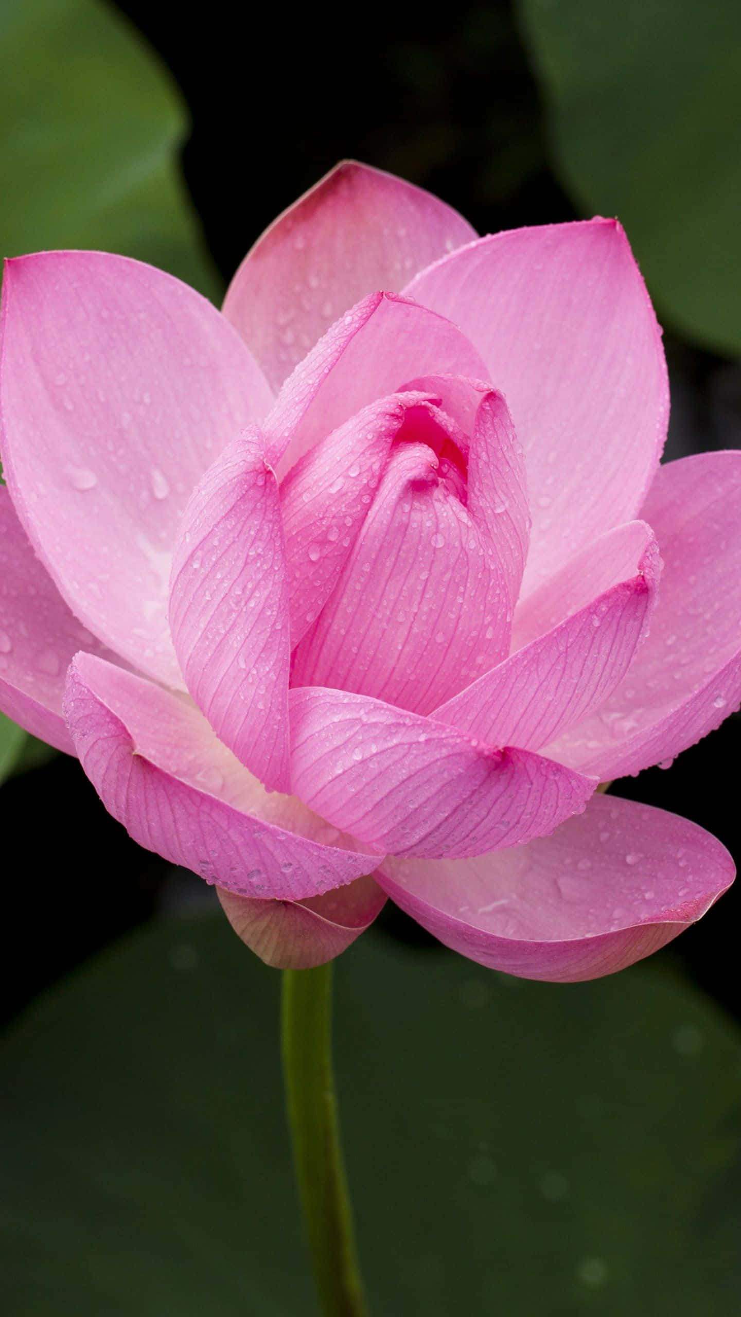Fredfyldt lyserød lotusblomst, der blomstrer på en rolig sø Wallpapers