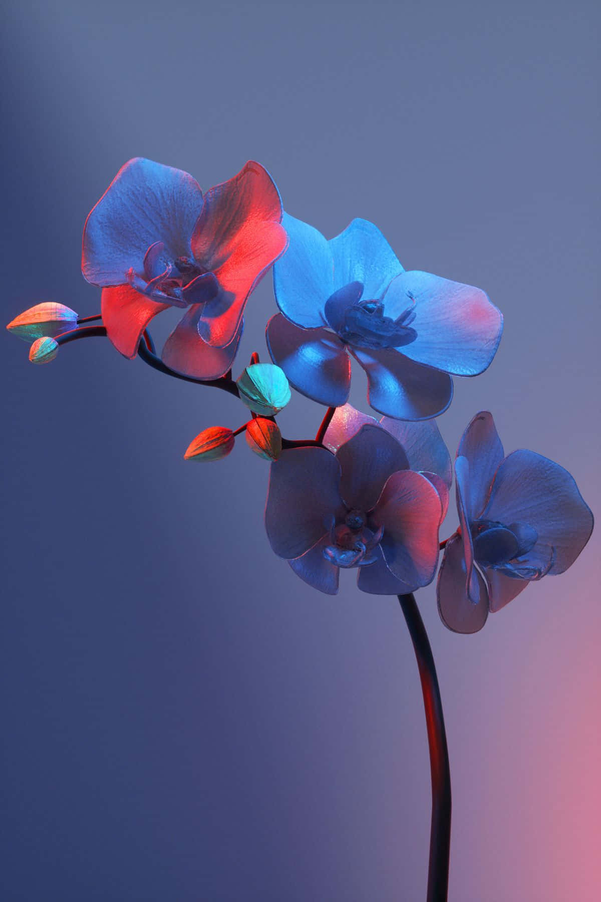 Fremvisning af naturens skønhed med æstetisk blomst Wallpapers