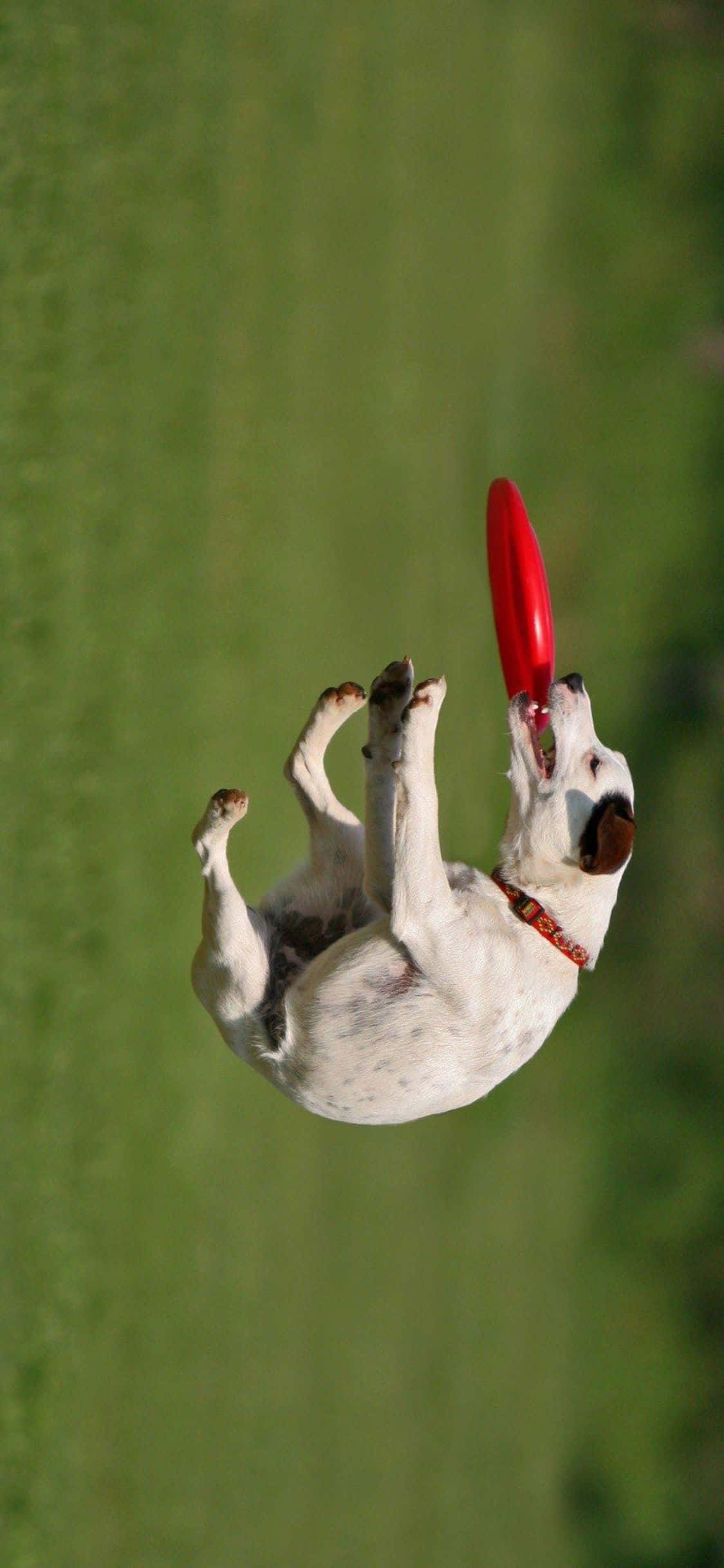 Frisbee-sjov med iPhone Xs Wallpapers